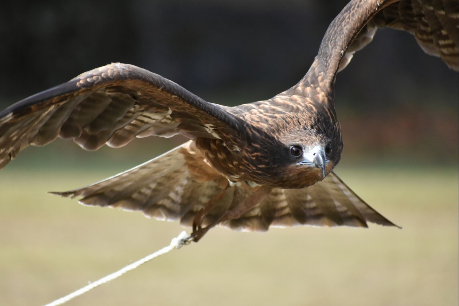 Nikon D7200 sample photo. Animal, natural park, bird photography