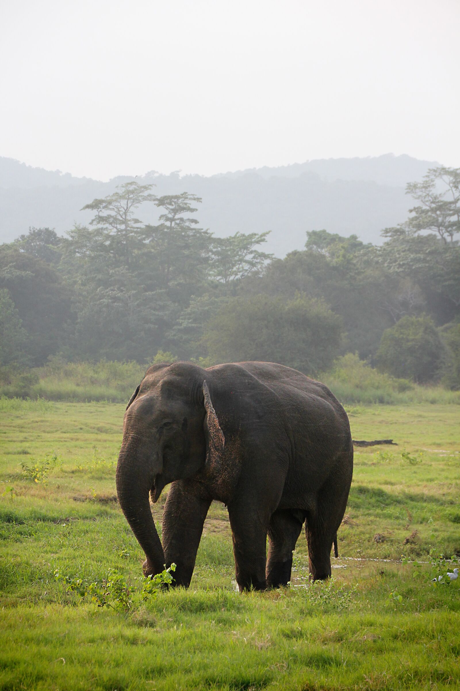 Canon EOS 550D (EOS Rebel T2i / EOS Kiss X4) sample photo. Elephant, indian elephant, sri photography