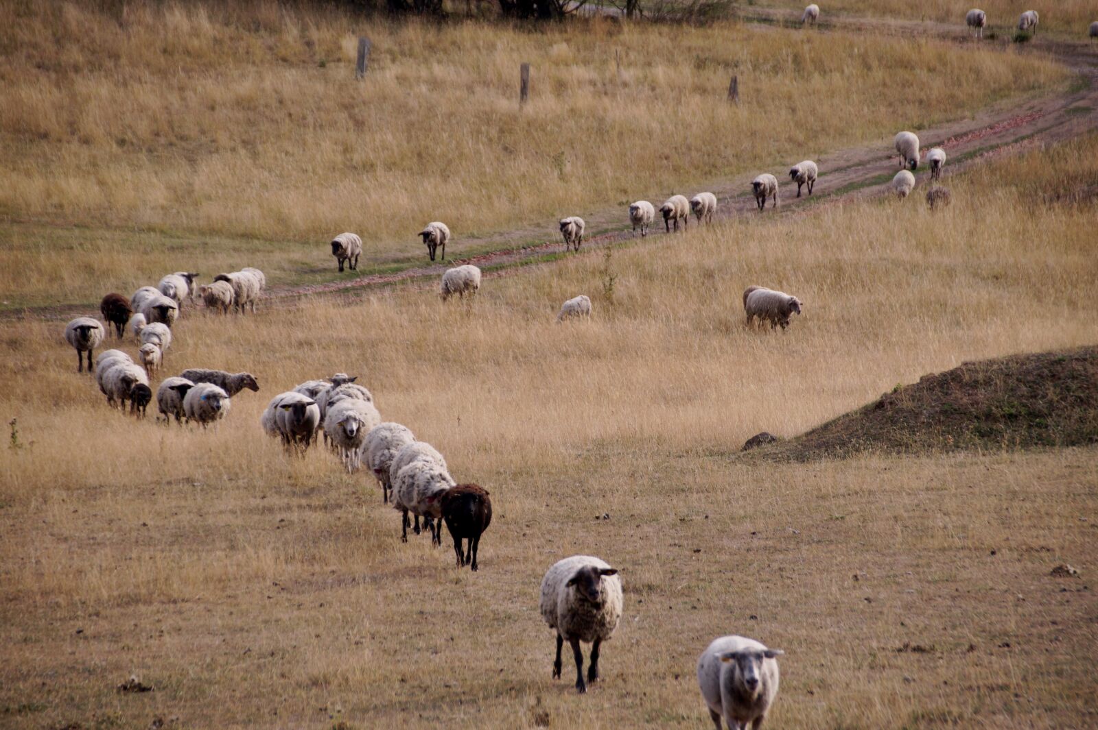 Sony SLT-A58 sample photo. Sheep, counting, home photography