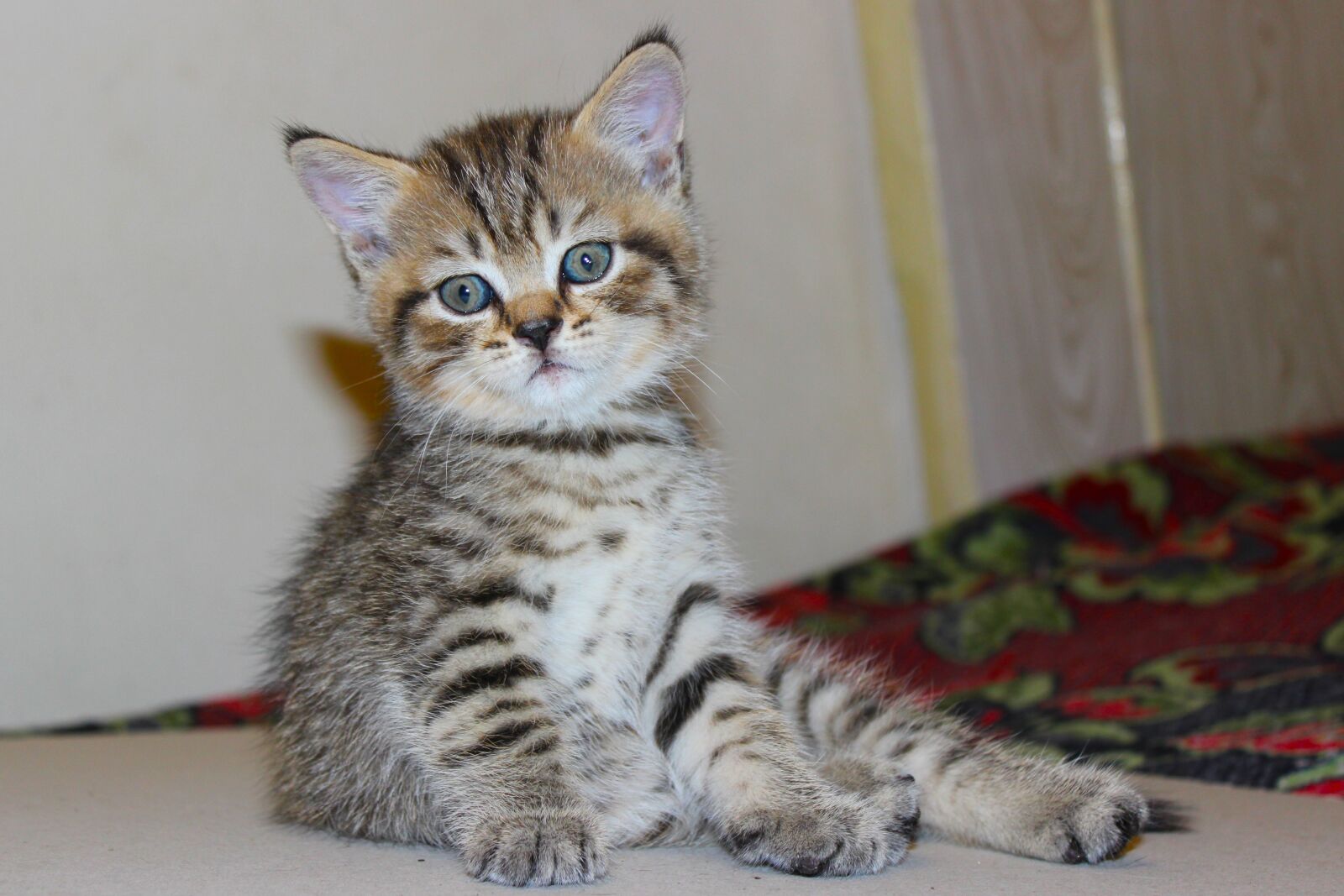Canon EOS 600D (Rebel EOS T3i / EOS Kiss X5) sample photo. Cat, kitten, feline photography