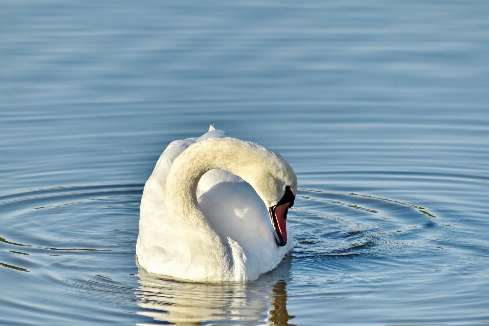 Nikon D5500 sample photo. Neck, purity, sunshine, swan photography