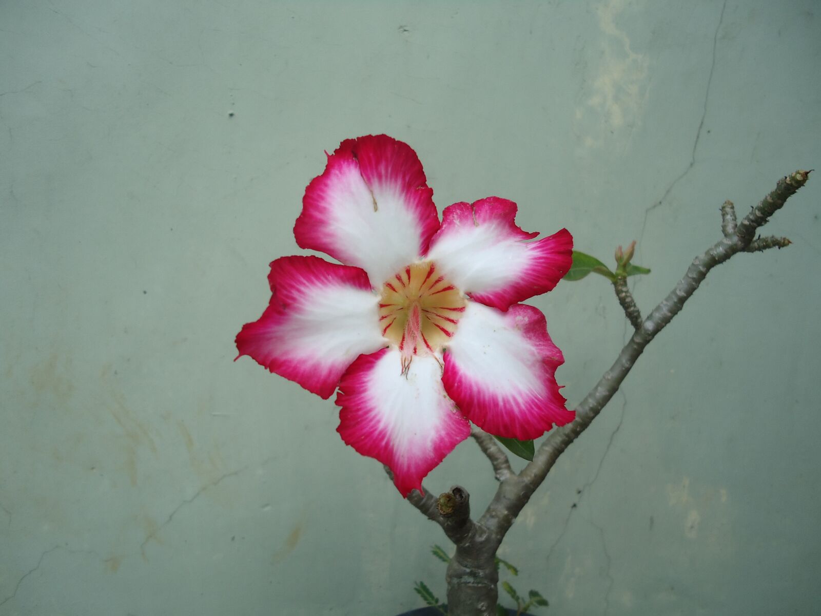 Sony Cyber-shot DSC-W320 sample photo. Adenium, flower, garden photography