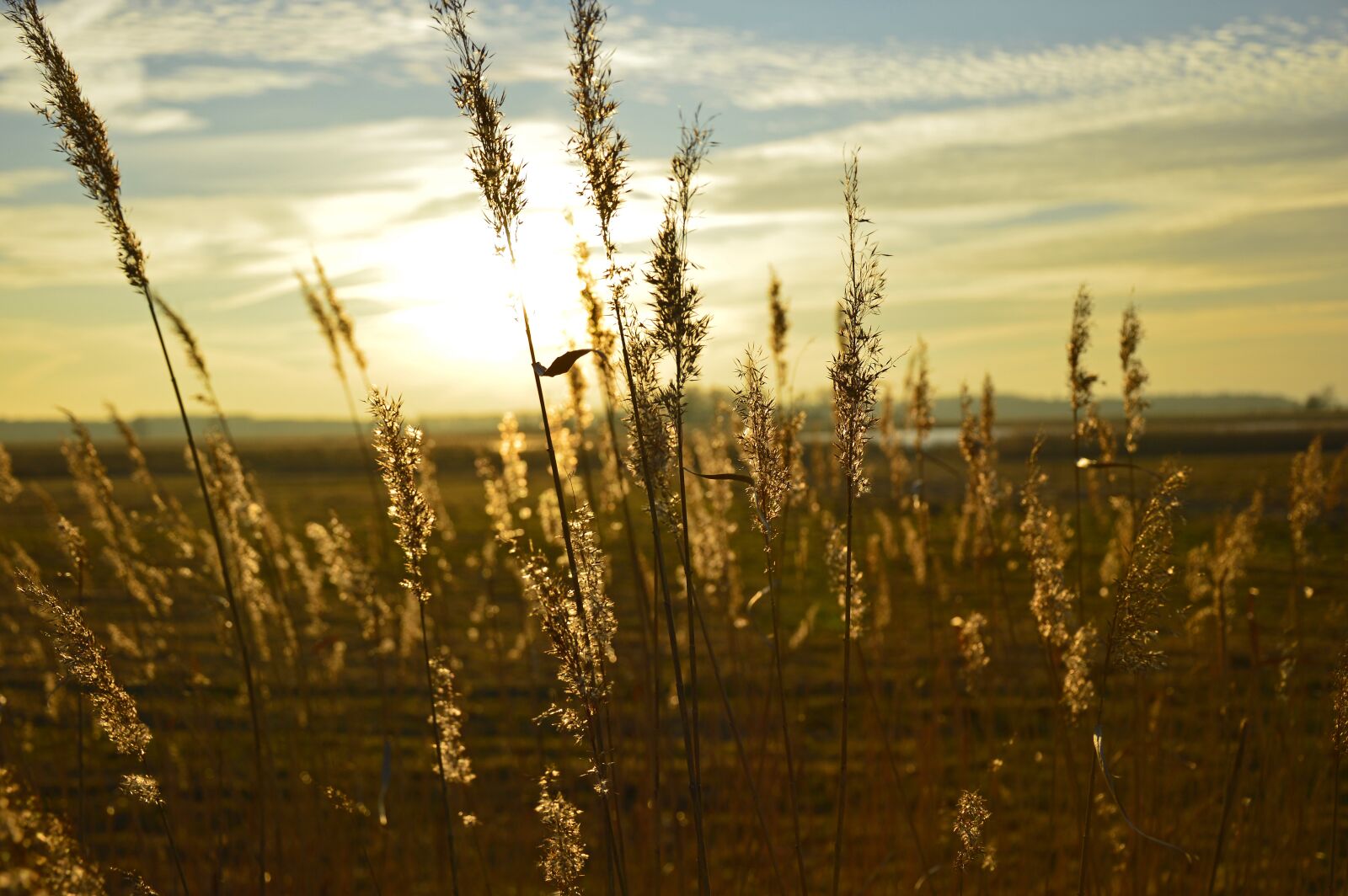 Nikon D3200 sample photo. Grasses, inflorescences, sunset photography