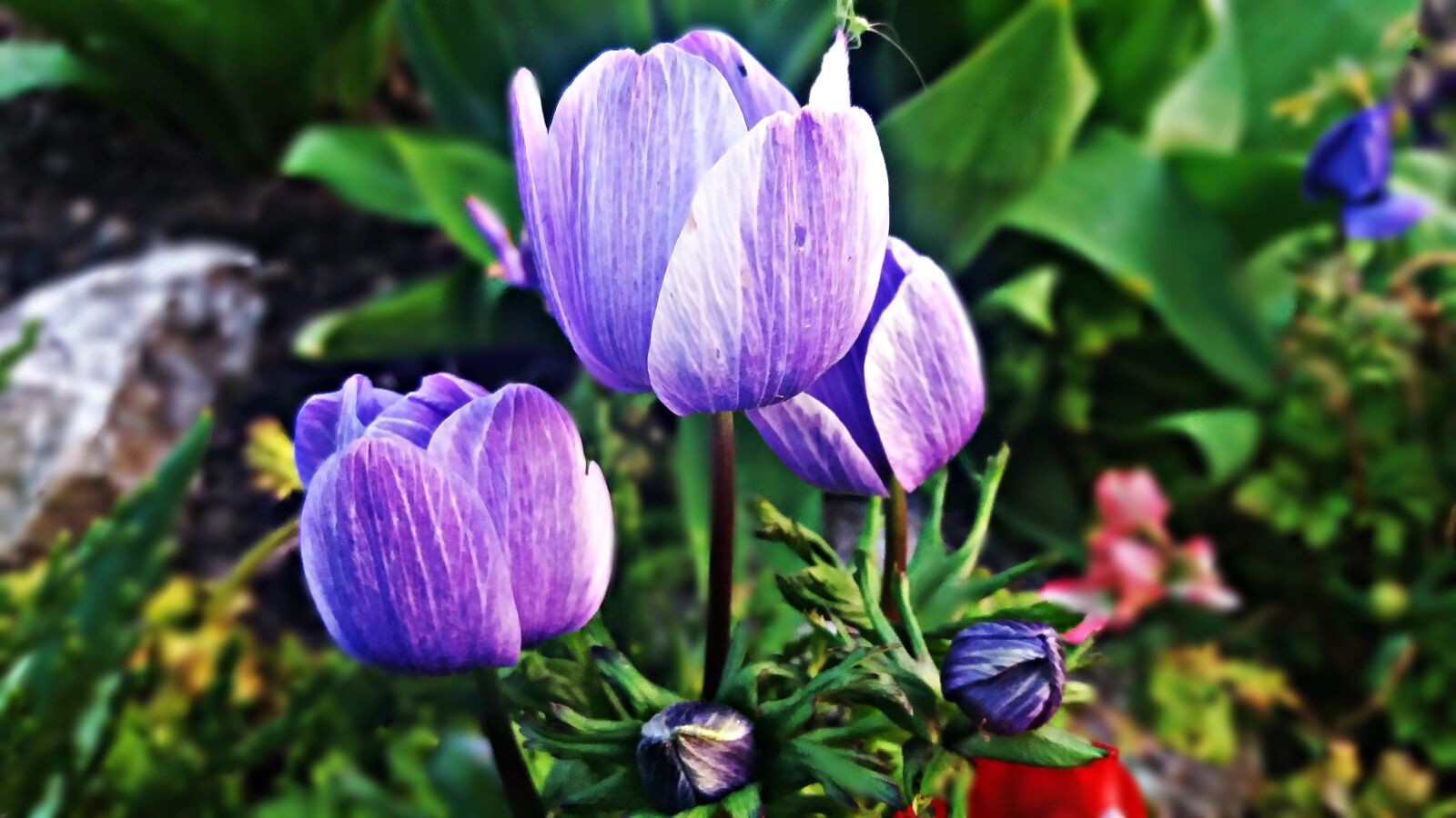 Samsung Galaxy J5 sample photo. Flower, daisy, tulip photography