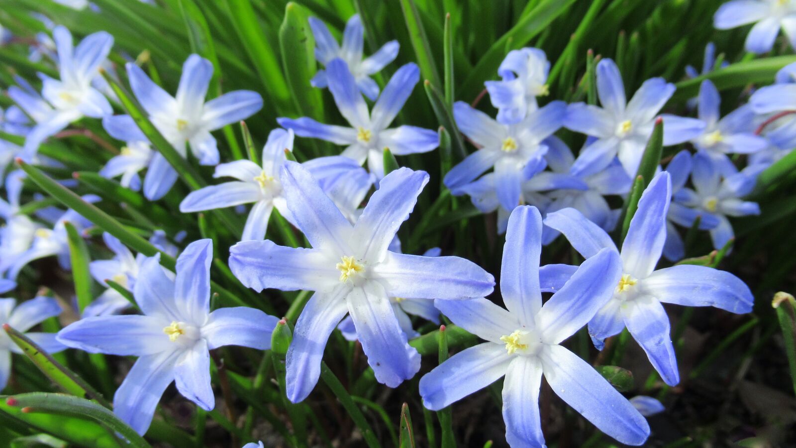 Canon PowerShot SX620 HS sample photo. Star hyacinth, flower, flora photography