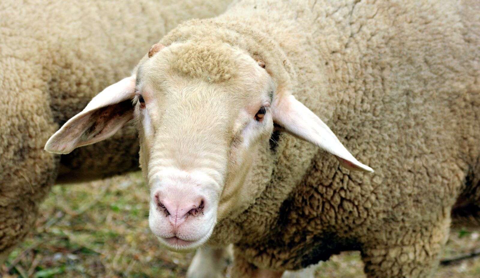 Nikon D5200 sample photo. Sheep, livestock, animal photography