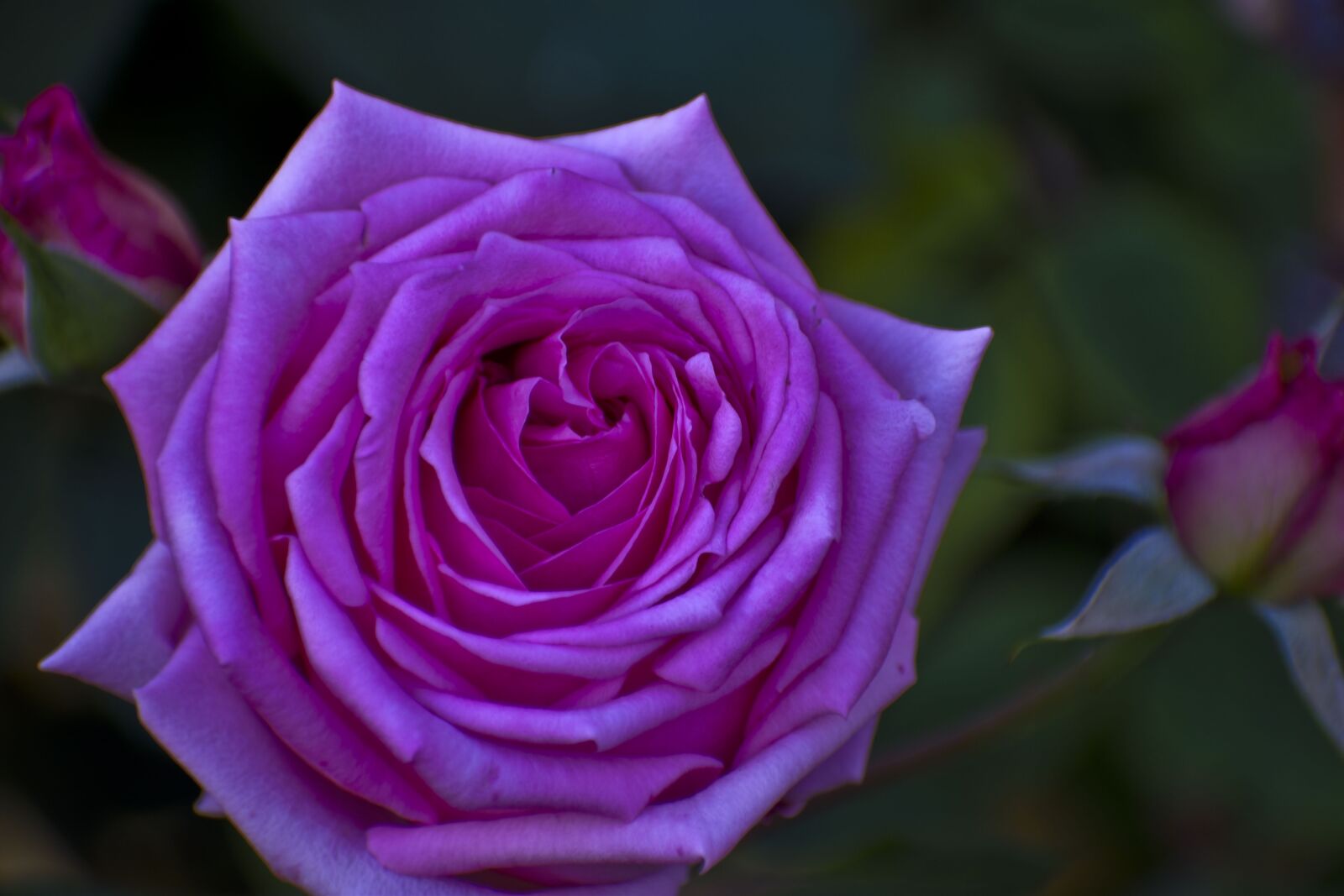 Nikon D3500 sample photo. Rose, flower, blossom photography