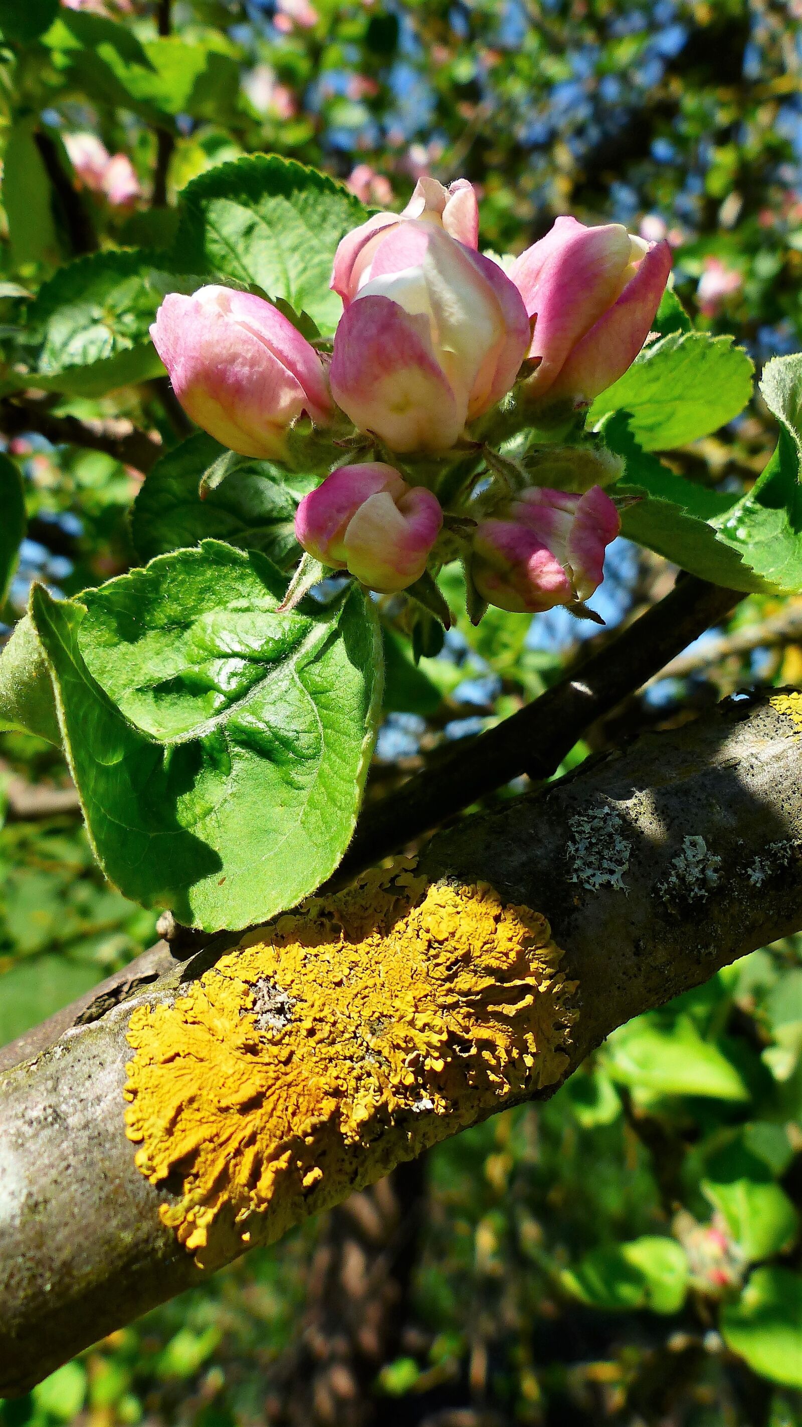 Panasonic Lumix DMC-FZ200 sample photo. Nature, plant, leaf photography