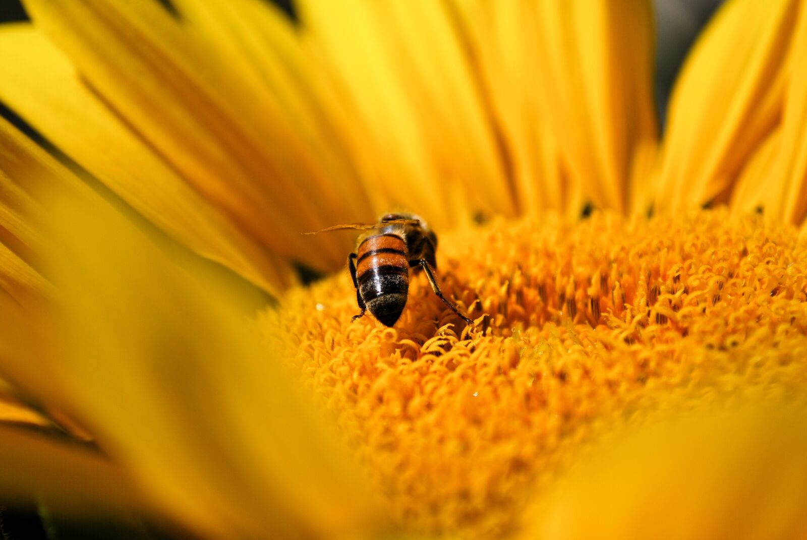 Nikon D60 sample photo. Bee, sunflower, yellow photography