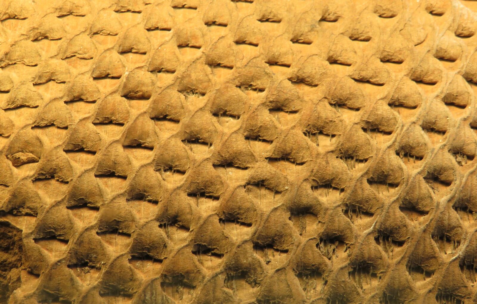 Canon PowerShot SX540 HS sample photo. Background, pattern, texture photography