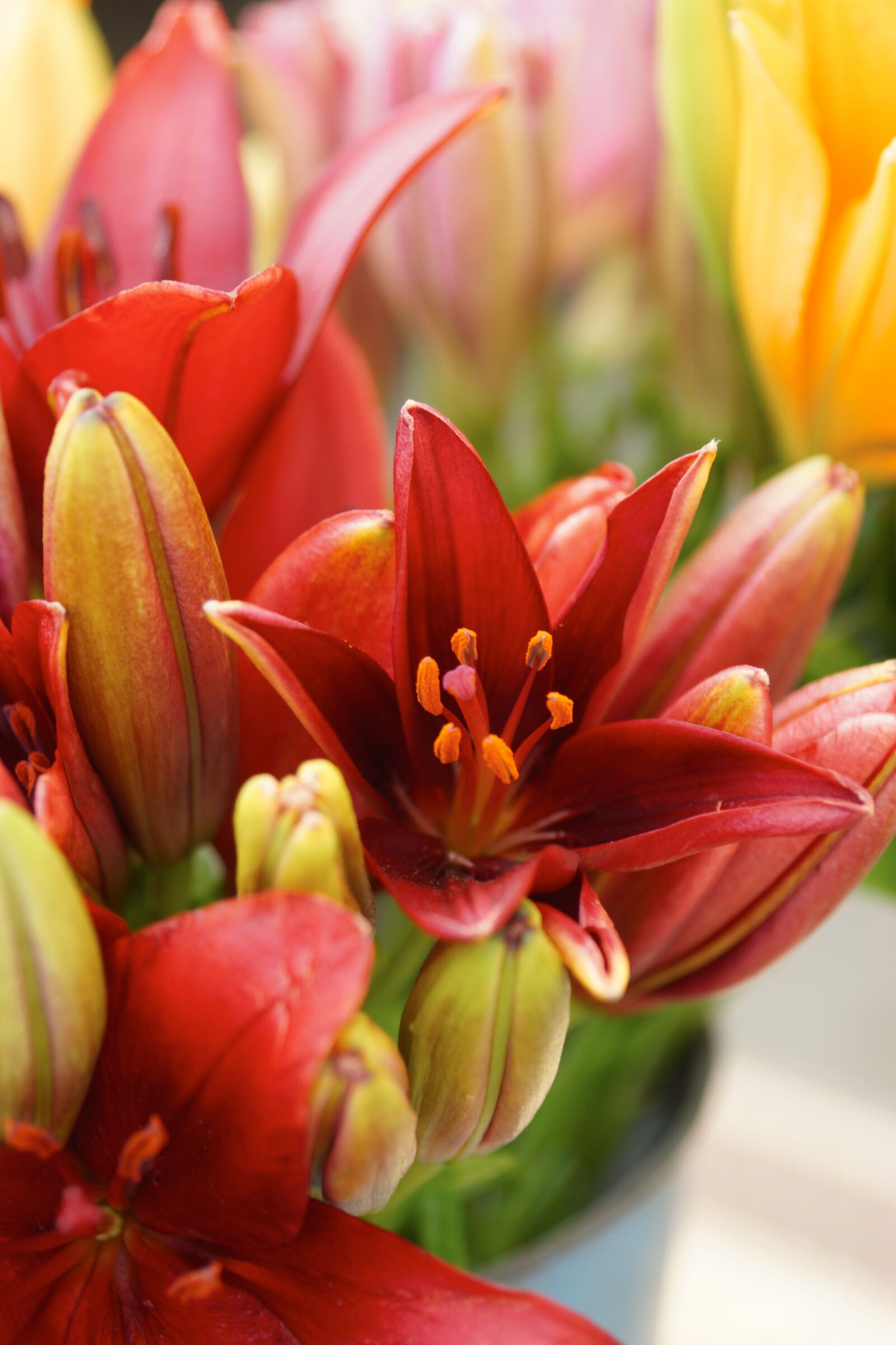 Sony SLT-A65 (SLT-A65V) sample photo. Flower, bloom, lily photography