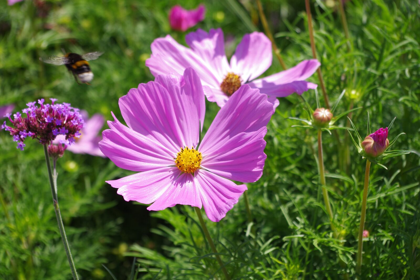 Pentax K-S2 sample photo. Margarite, purple, hummel photography