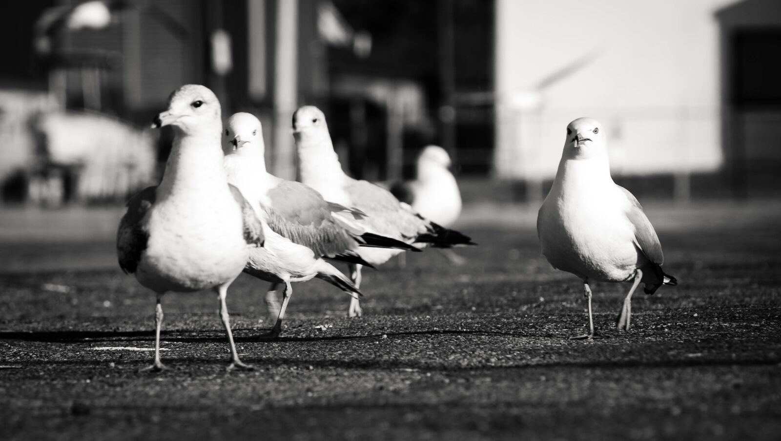 Nikon D60 sample photo. Bird, seagull, wings photography
