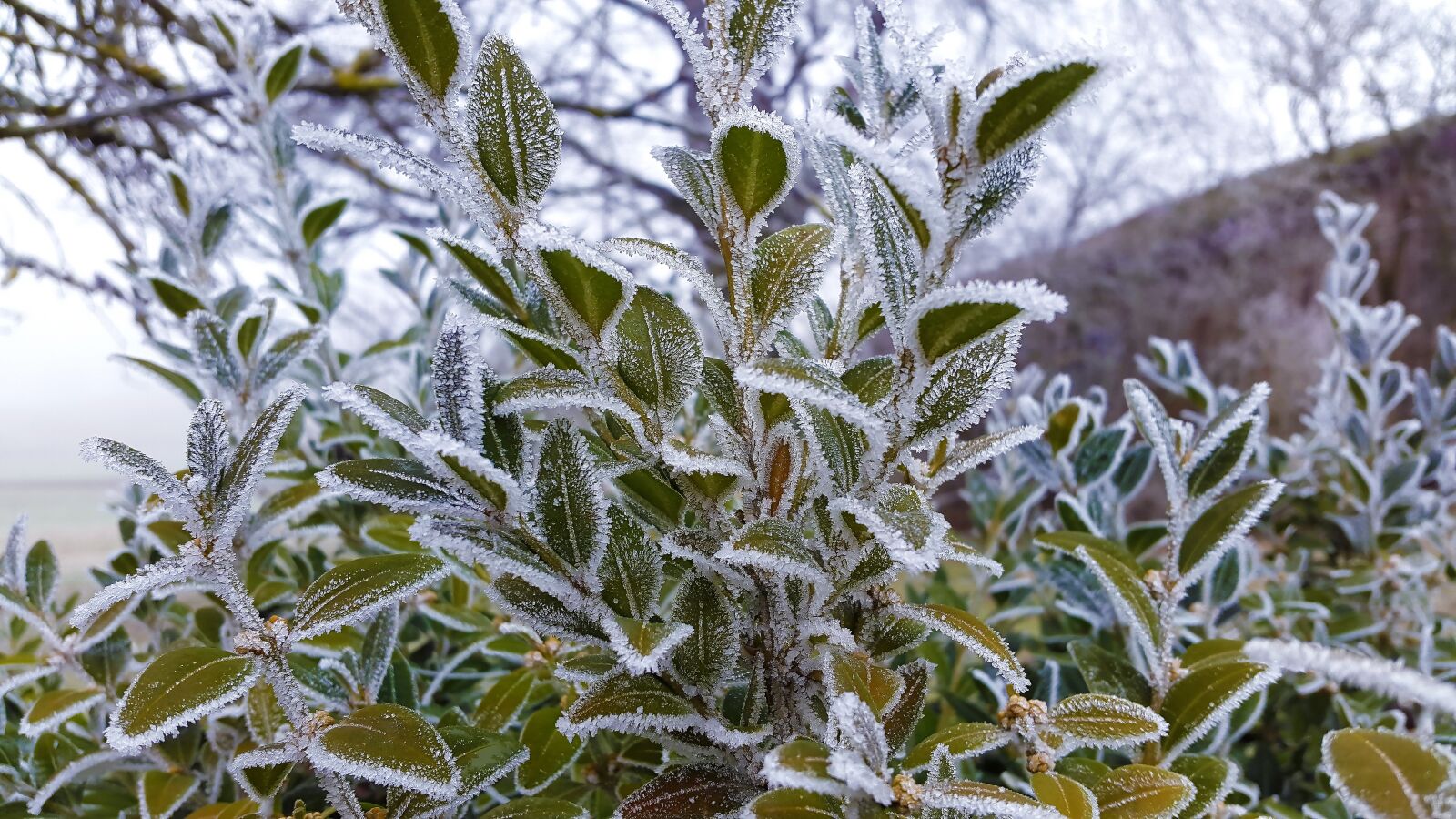 Samsung Galaxy A3(2016) sample photo. Frost, ripe, hoarfrost photography