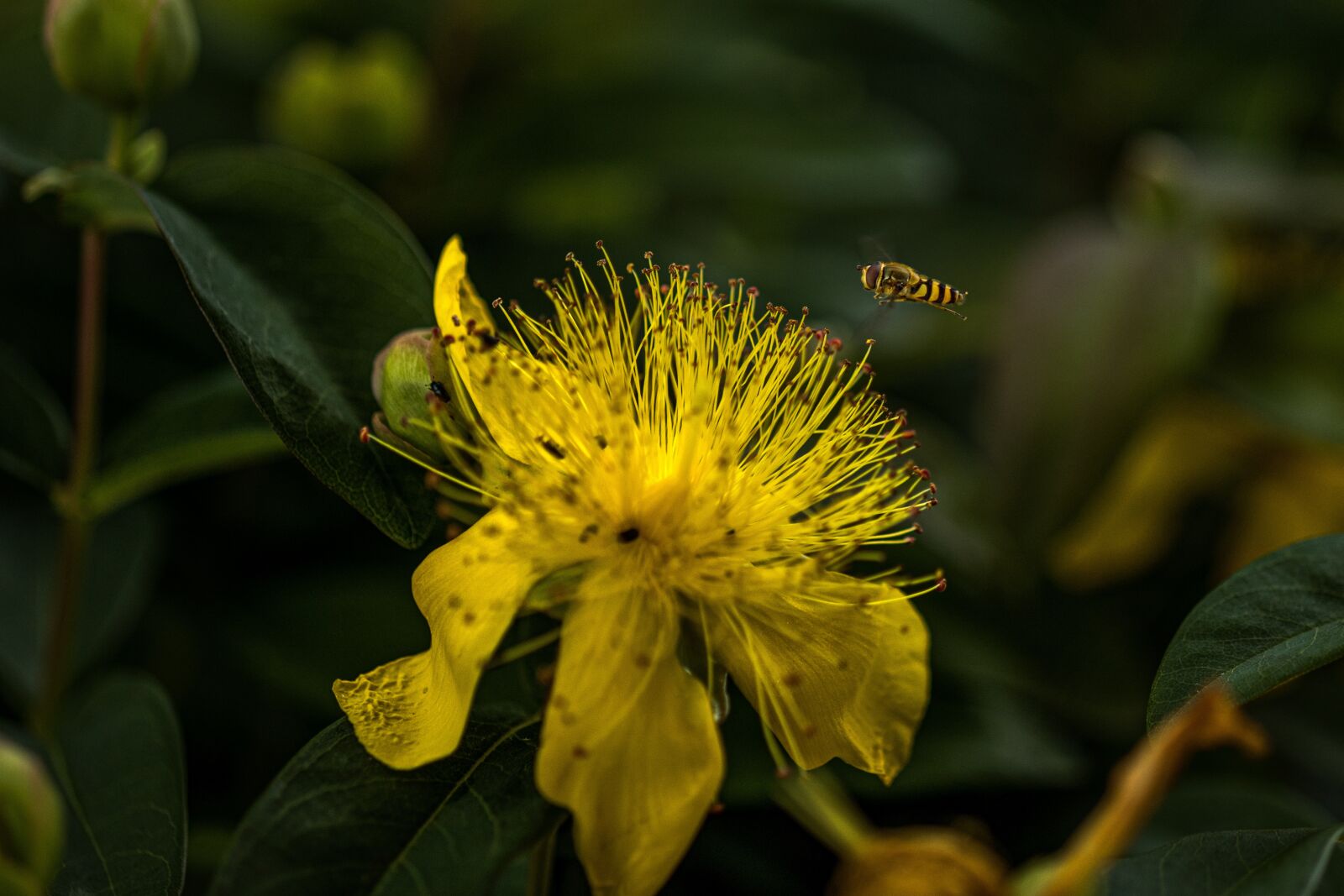 Canon EOS R sample photo. Hoverfly, syrphidae, insect photography