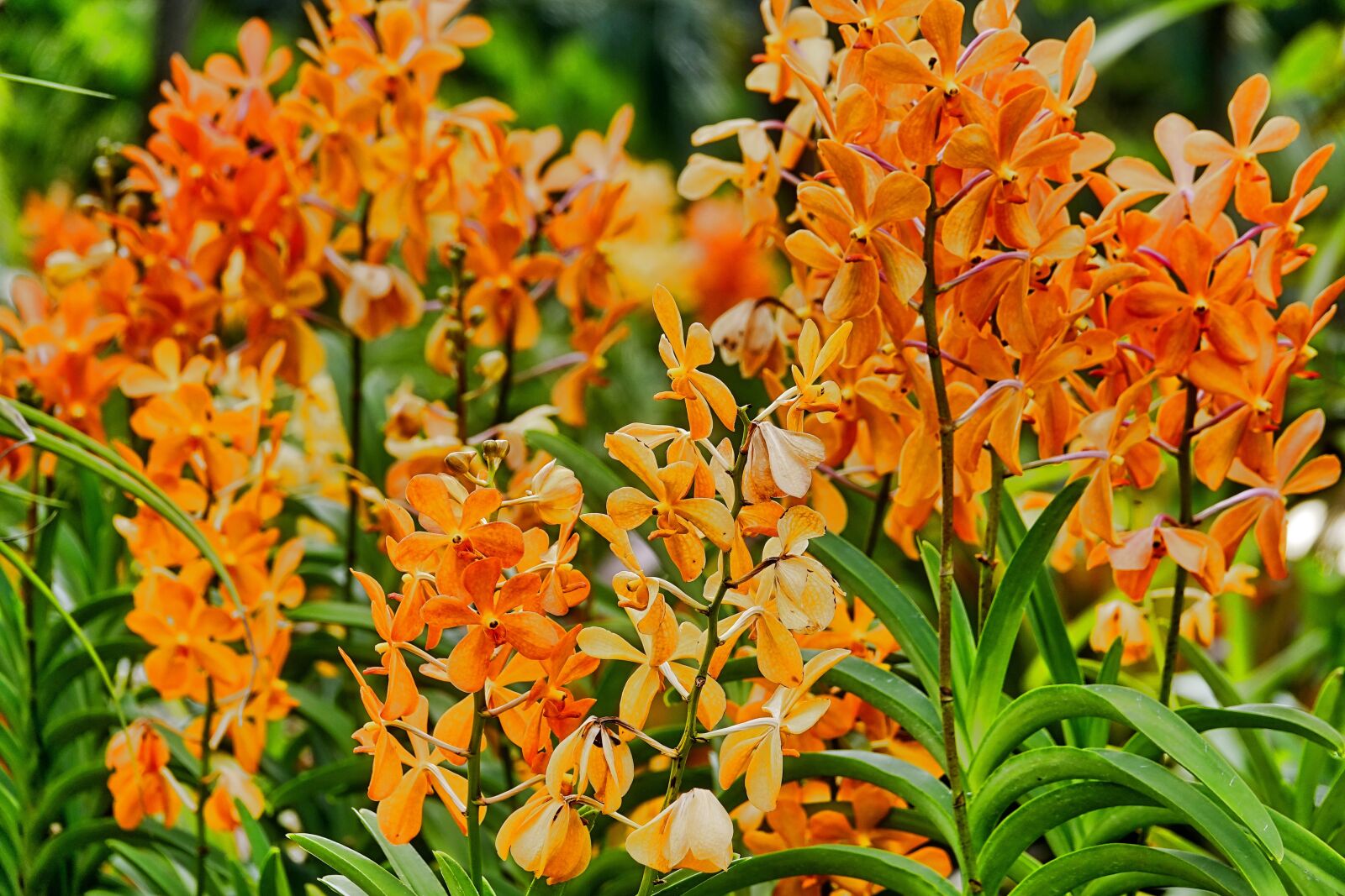 Sony Cyber-shot DSC-RX10 III sample photo. Flower, plant, garden photography