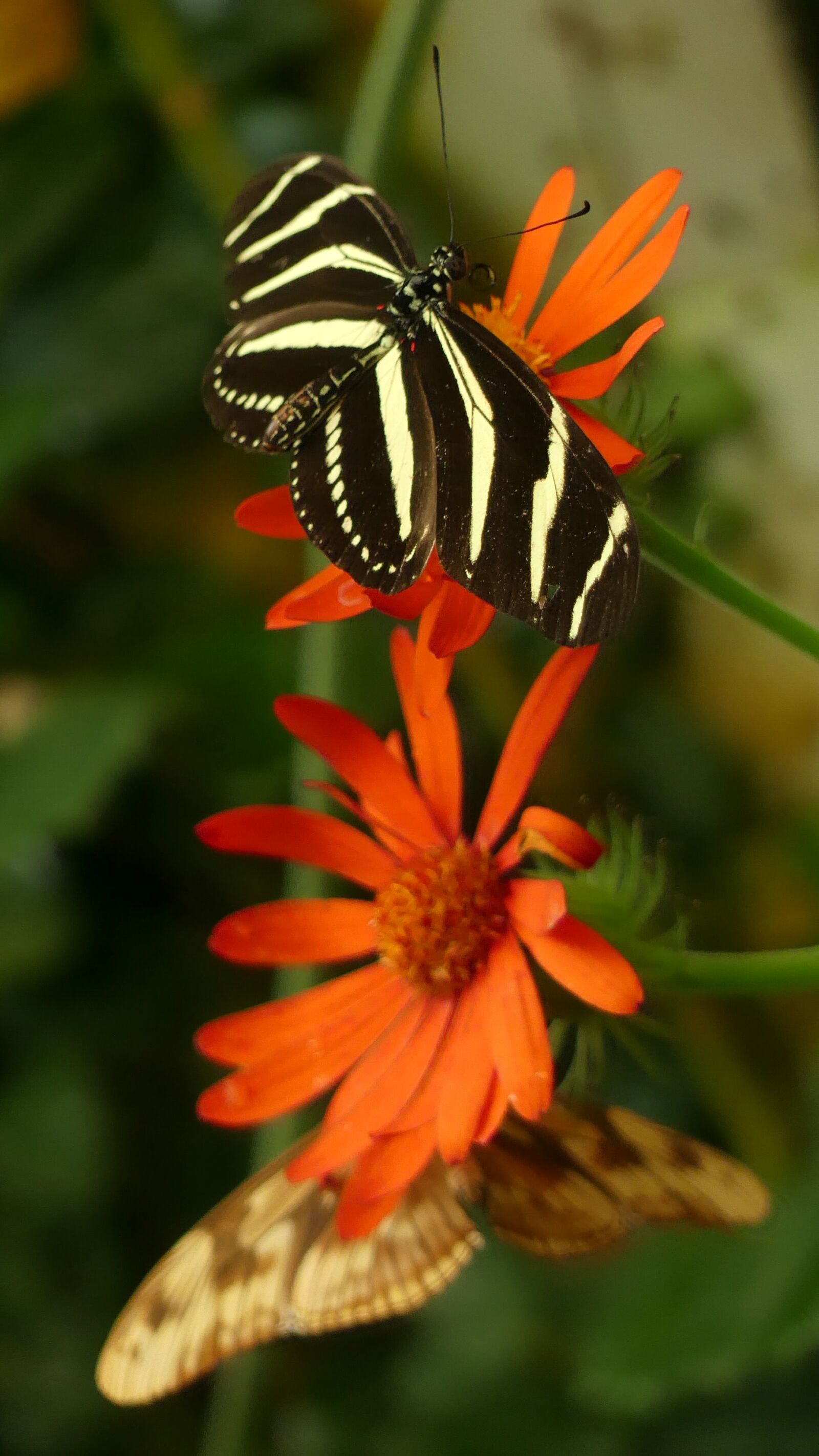 Panasonic Lumix DMC-FZ300 sample photo. Butterfly, nature, insect photography