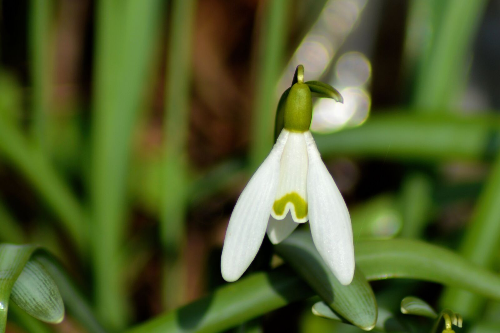 Nikon D3200 sample photo. Snowdrop, nature, plant photography