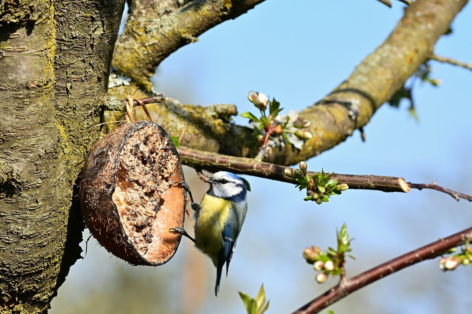 Nikon D5200 sample photo. Garden, blue tit, bird photography
