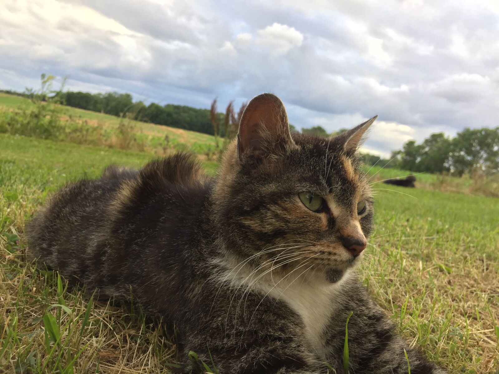 iPhone 6 back camera 4.15mm f/2.2 sample photo. Thinking, cat photography
