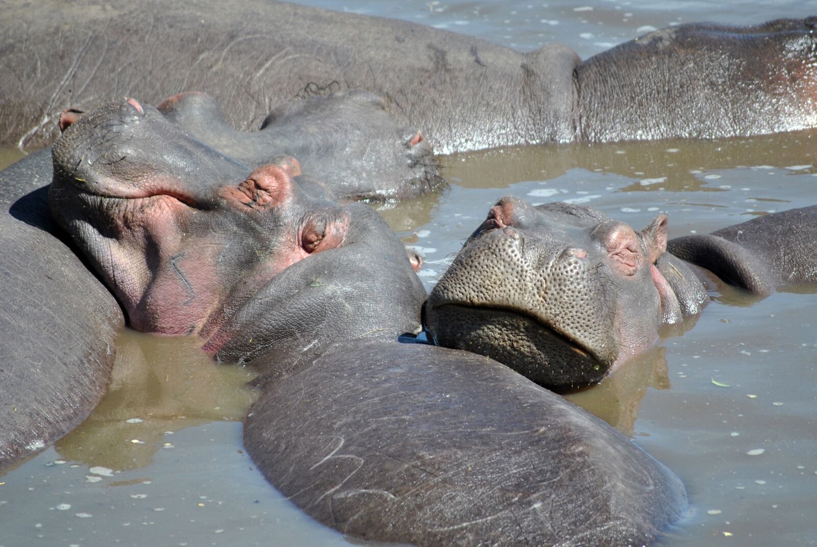 Nikon D3000 sample photo. Hippo, africa, hippopotamus photography