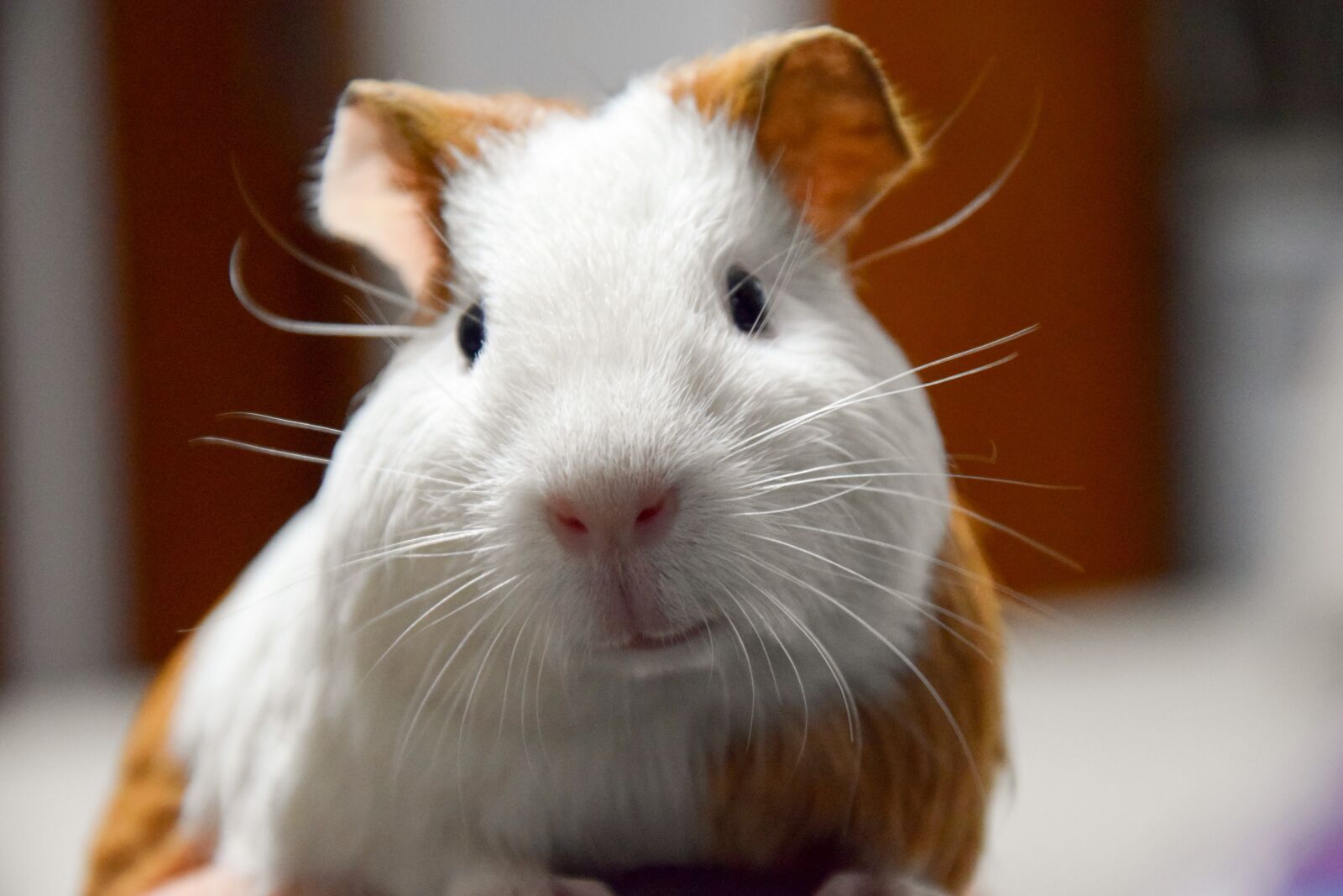 Nikon D5300 sample photo. Animal, pets, guinea pig photography