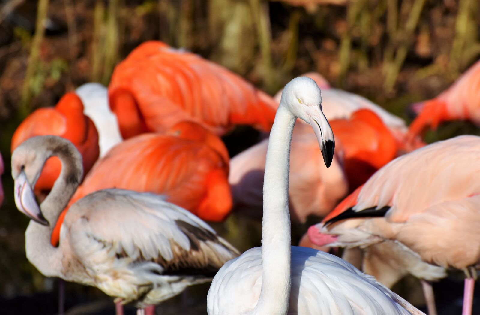 Nikon D7200 sample photo. Flamingo, white flamingo, bird photography