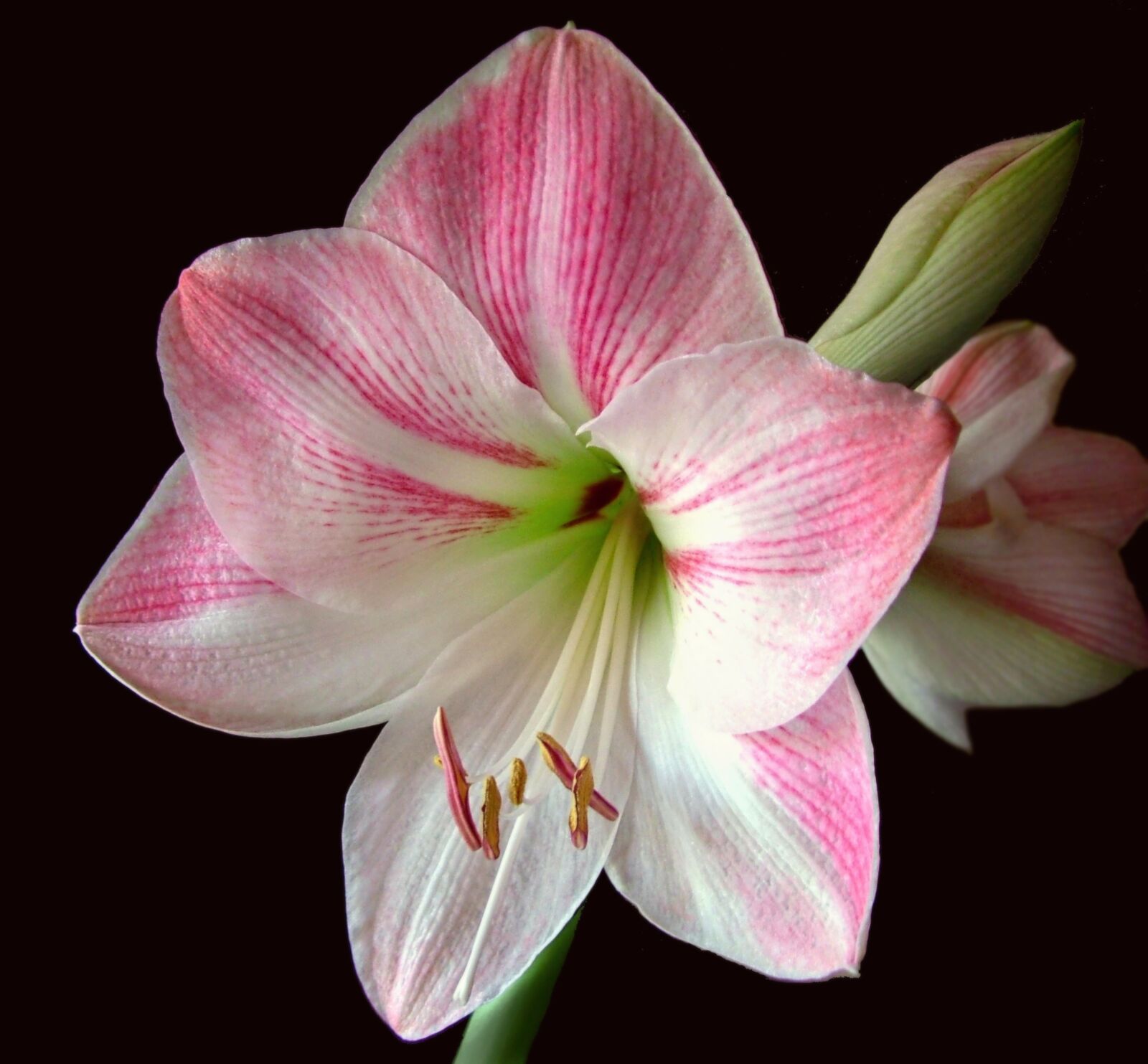 Fujifilm FinePix S7000 sample photo. Amaryllis, flower, pink photography