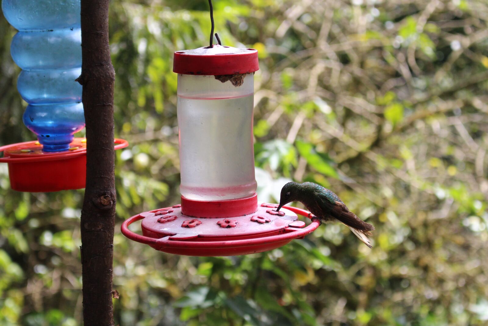 Canon EOS 700D (EOS Rebel T5i / EOS Kiss X7i) sample photo. Hummingbird, bird, close up photography