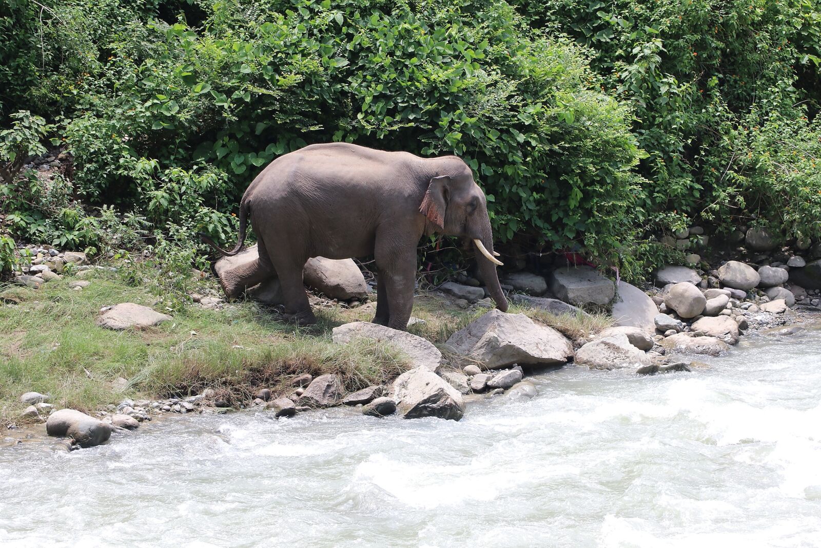 Canon EOS 80D sample photo. Elephant, river, elephants photography
