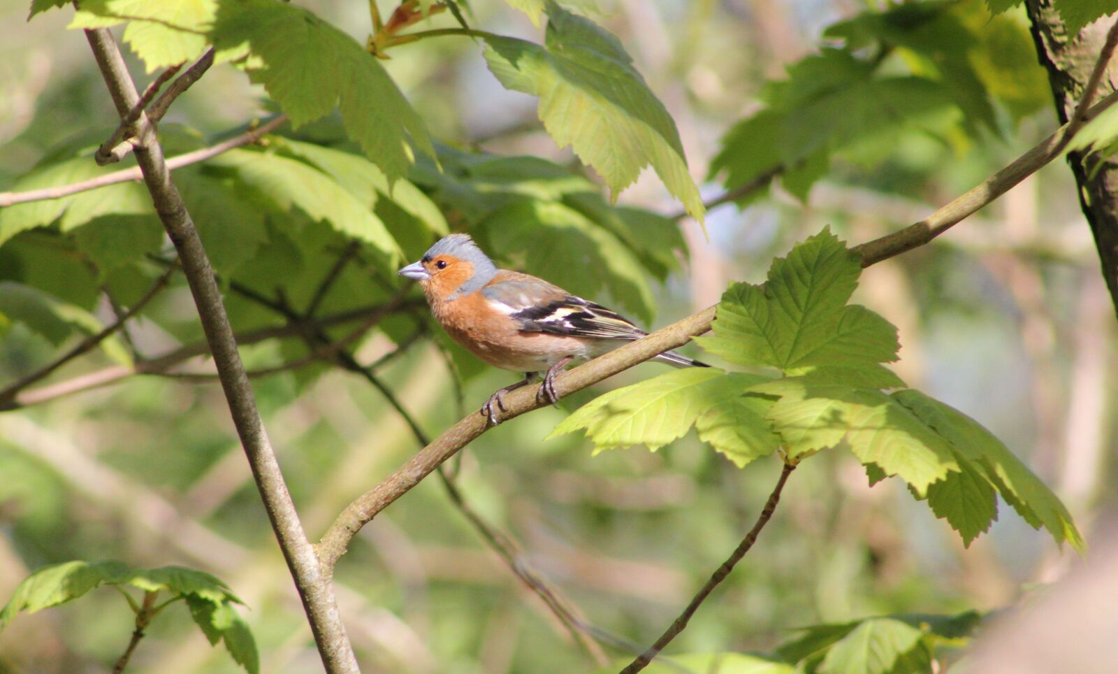 Canon EOS 550D (EOS Rebel T2i / EOS Kiss X4) sample photo. Bird, chaffinch, feather photography