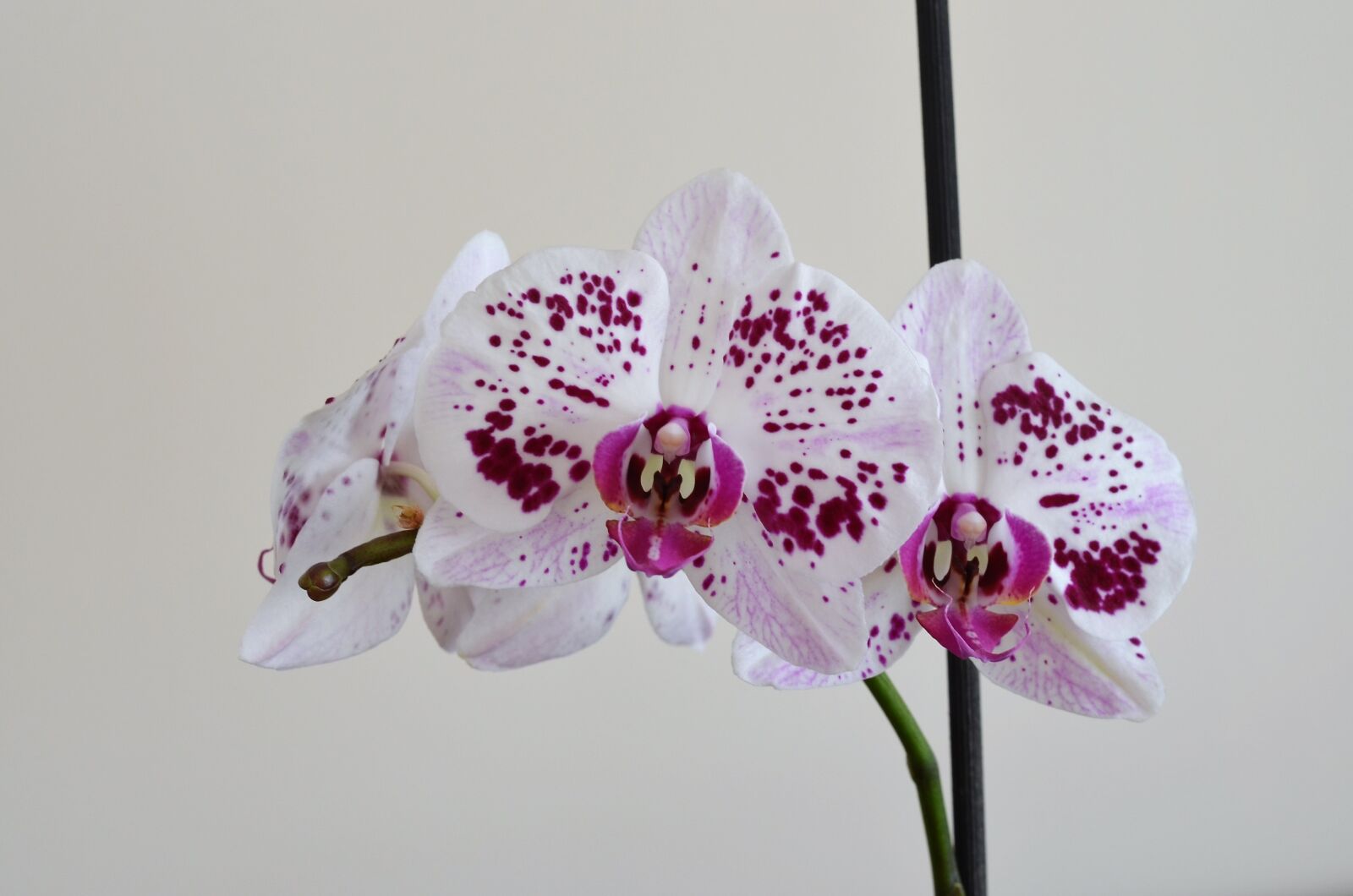 Nikon D5100 sample photo. Orchid, lila, flower photography