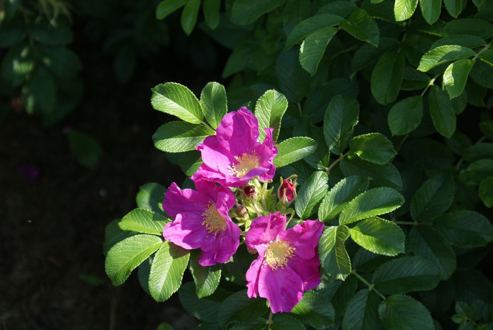 Sony Alpha DSLR-A200 sample photo. Plant, flower, garden photography