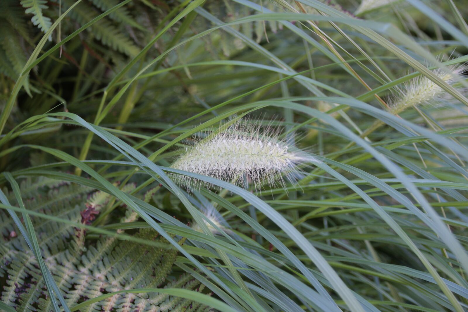 Canon EOS 700D (EOS Rebel T5i / EOS Kiss X7i) sample photo. Fern, plant, nature photography