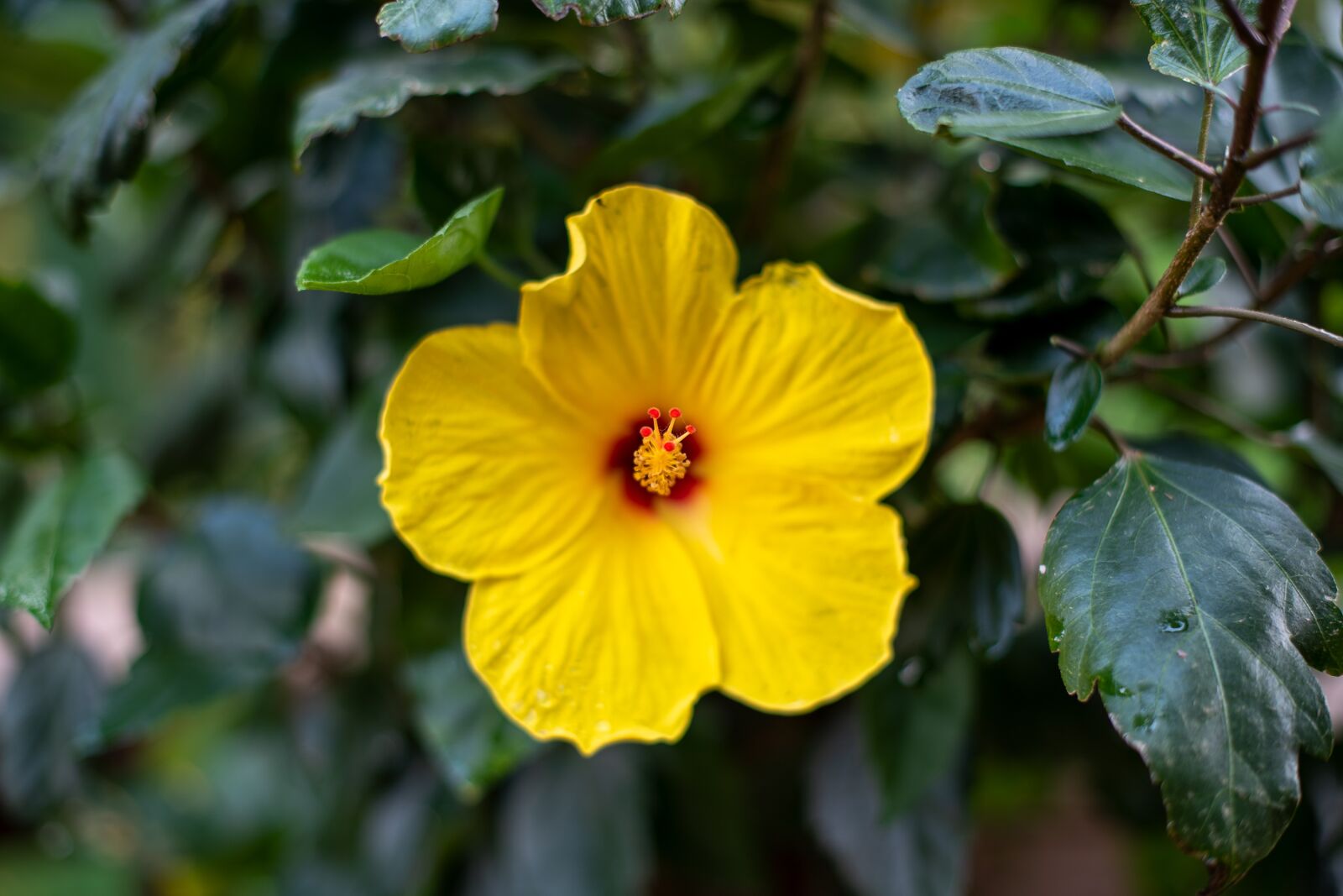 Nikon D850 sample photo. Yellow hibiscus, hibiscus, yellow photography