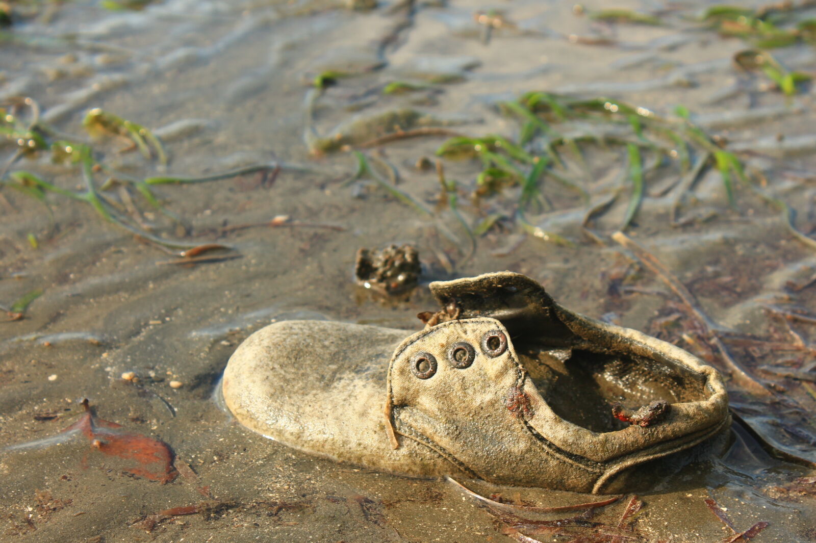 Canon EOS 1100D (EOS Rebel T3 / EOS Kiss X50) sample photo. Abandoned, leather, shoes, sea photography