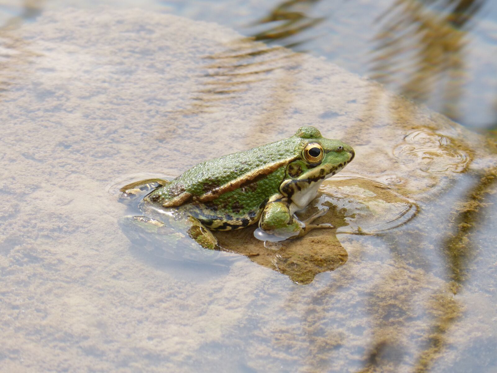 Panasonic DMC-FZ62 sample photo. Frog, green frog, pond photography