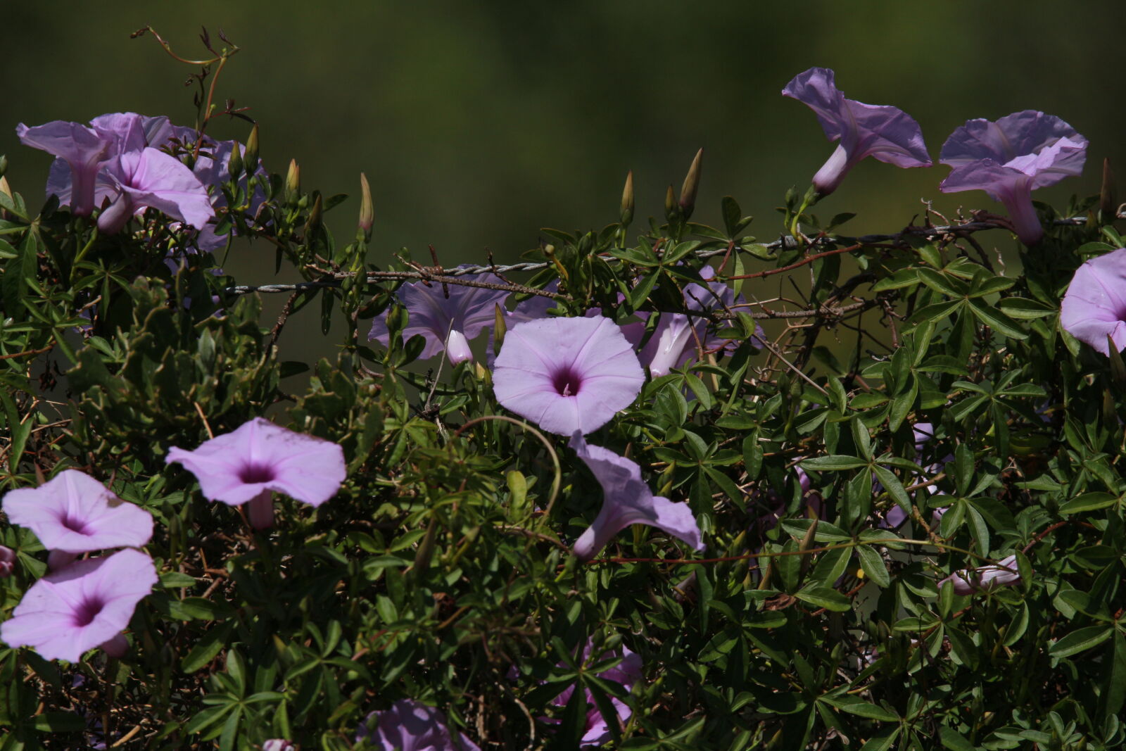 Canon EOS 700D (EOS Rebel T5i / EOS Kiss X7i) sample photo. Beautiful, flowers, fence, purple photography