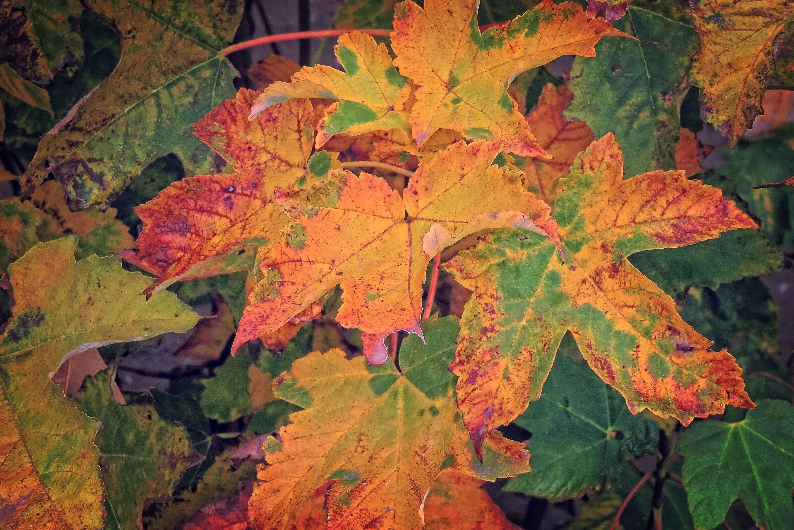 Nikon Coolpix P520 sample photo. Autumn, colorful leaves, fall photography