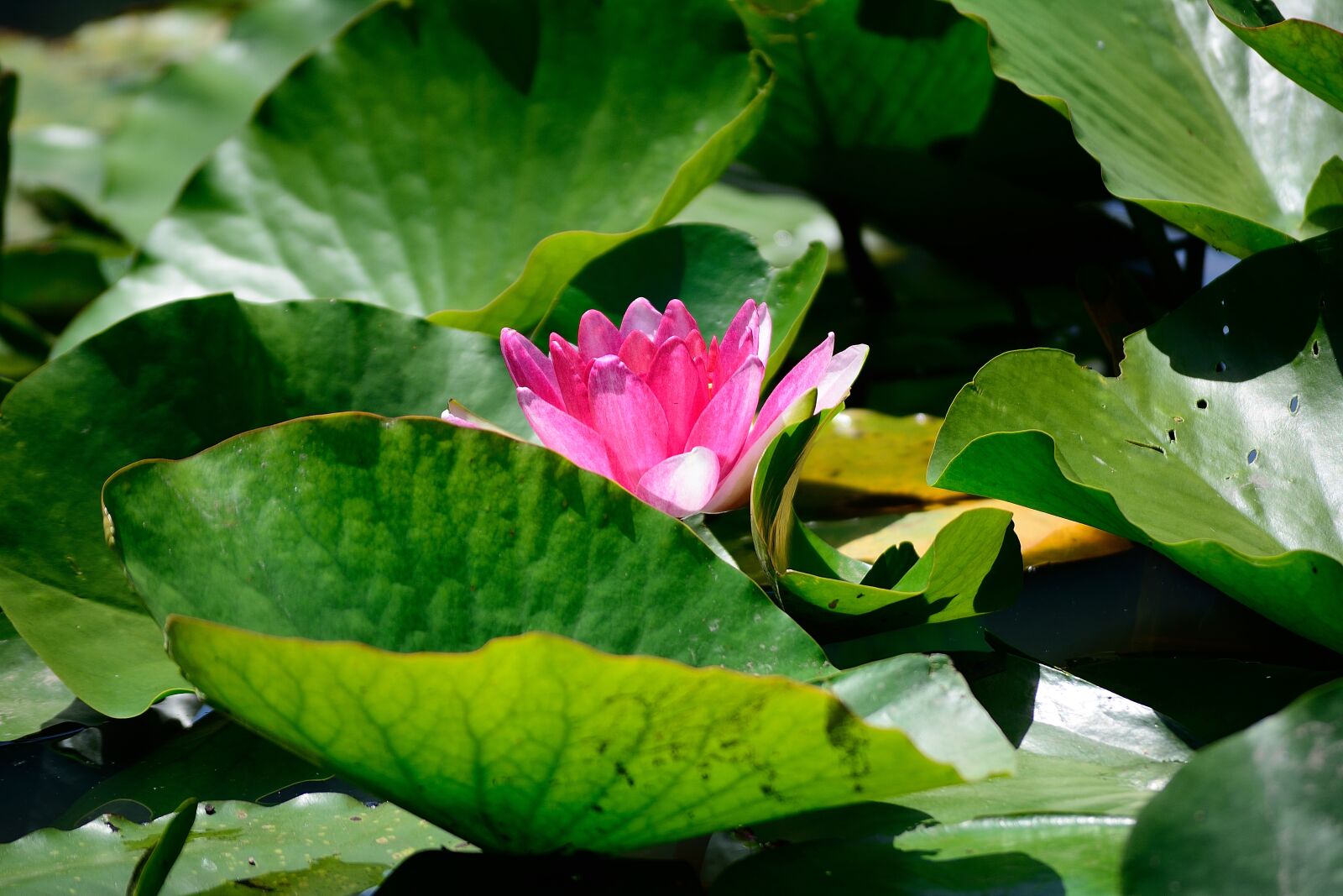 Nikon D7100 sample photo. Lily, pond, garden photography