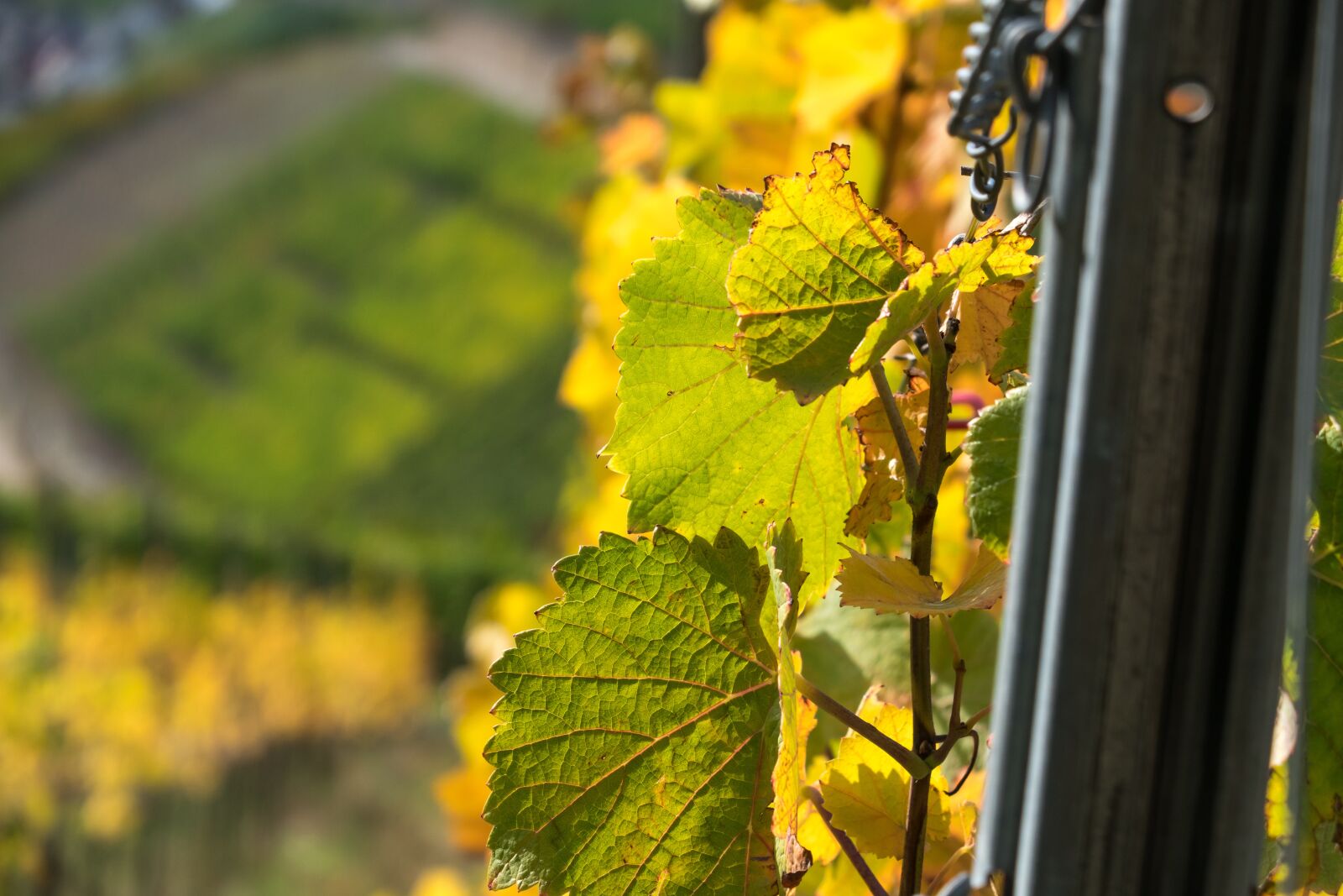 Canon PowerShot G3 X sample photo. Vine, leaves, wine photography