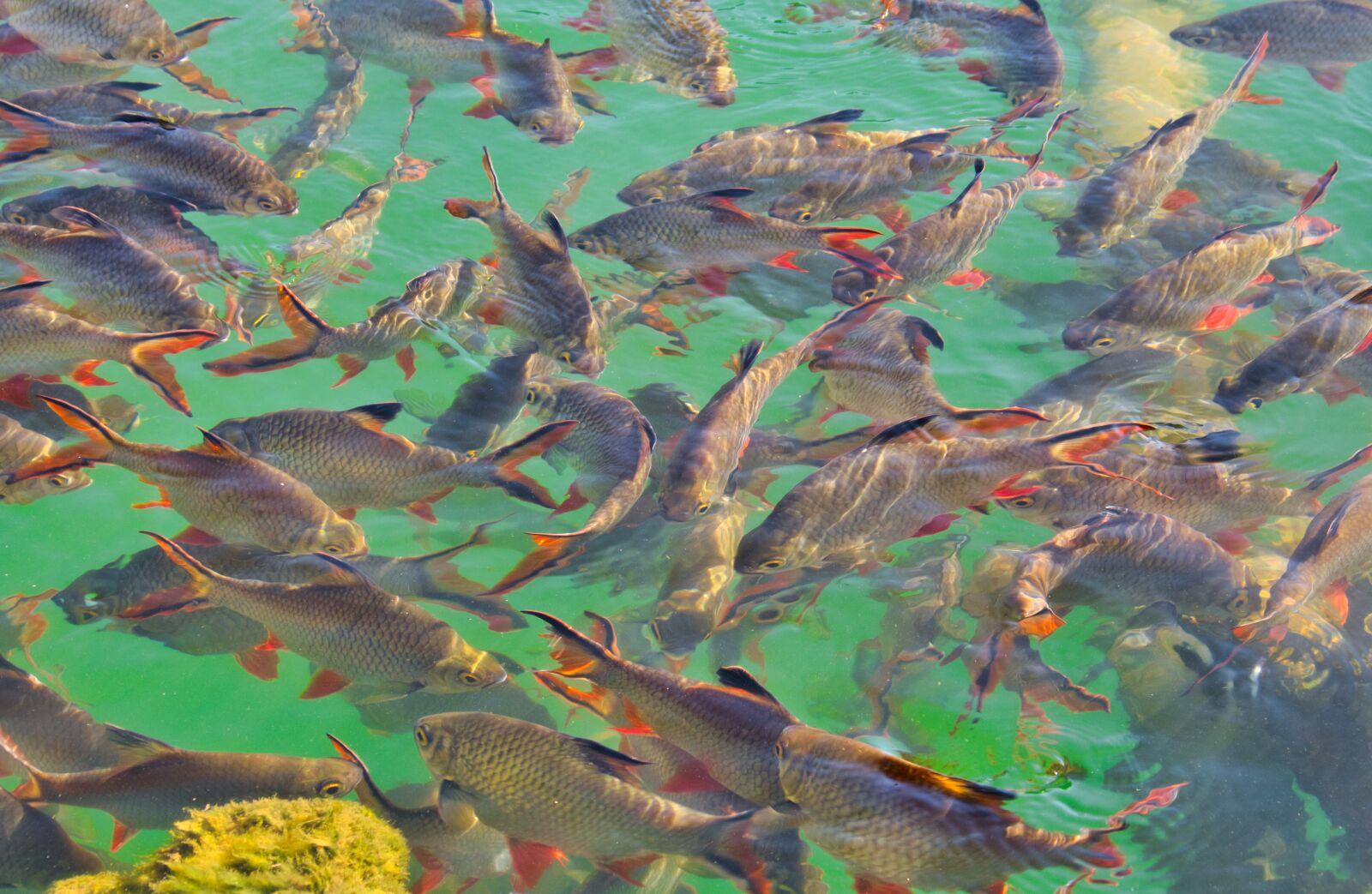Canon PowerShot G3 X sample photo. Fish, red fins, water photography