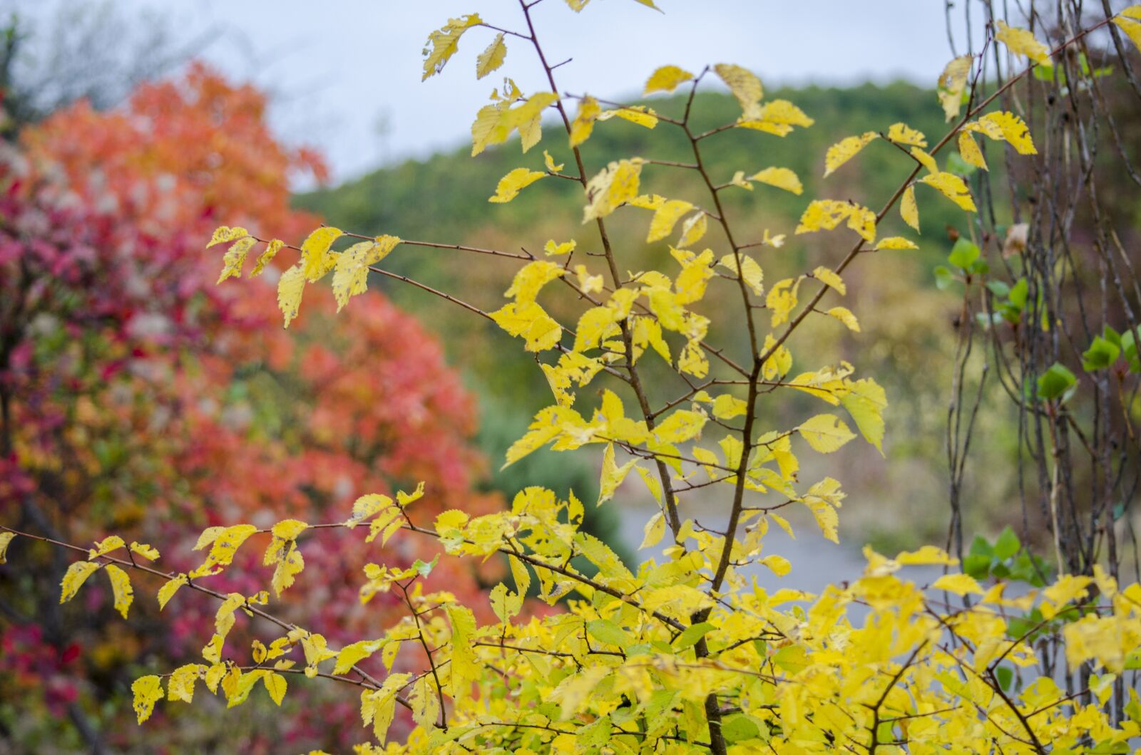 Nikon D7000 sample photo. Autumn, nature, autumn nature photography