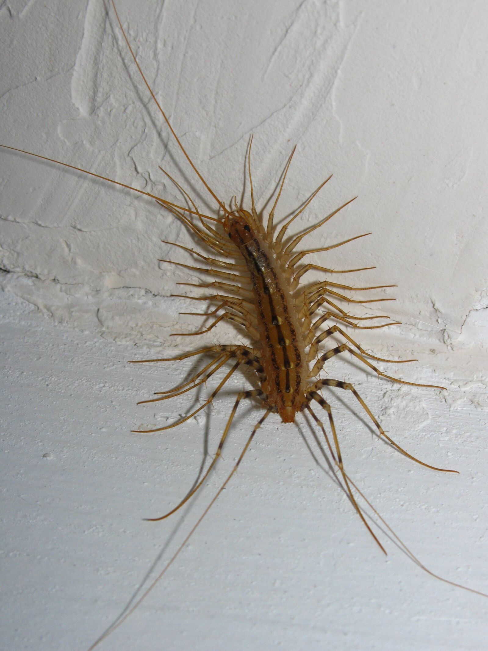 Canon PowerShot SX110 IS sample photo. Flytrap, home centipede, centipede photography