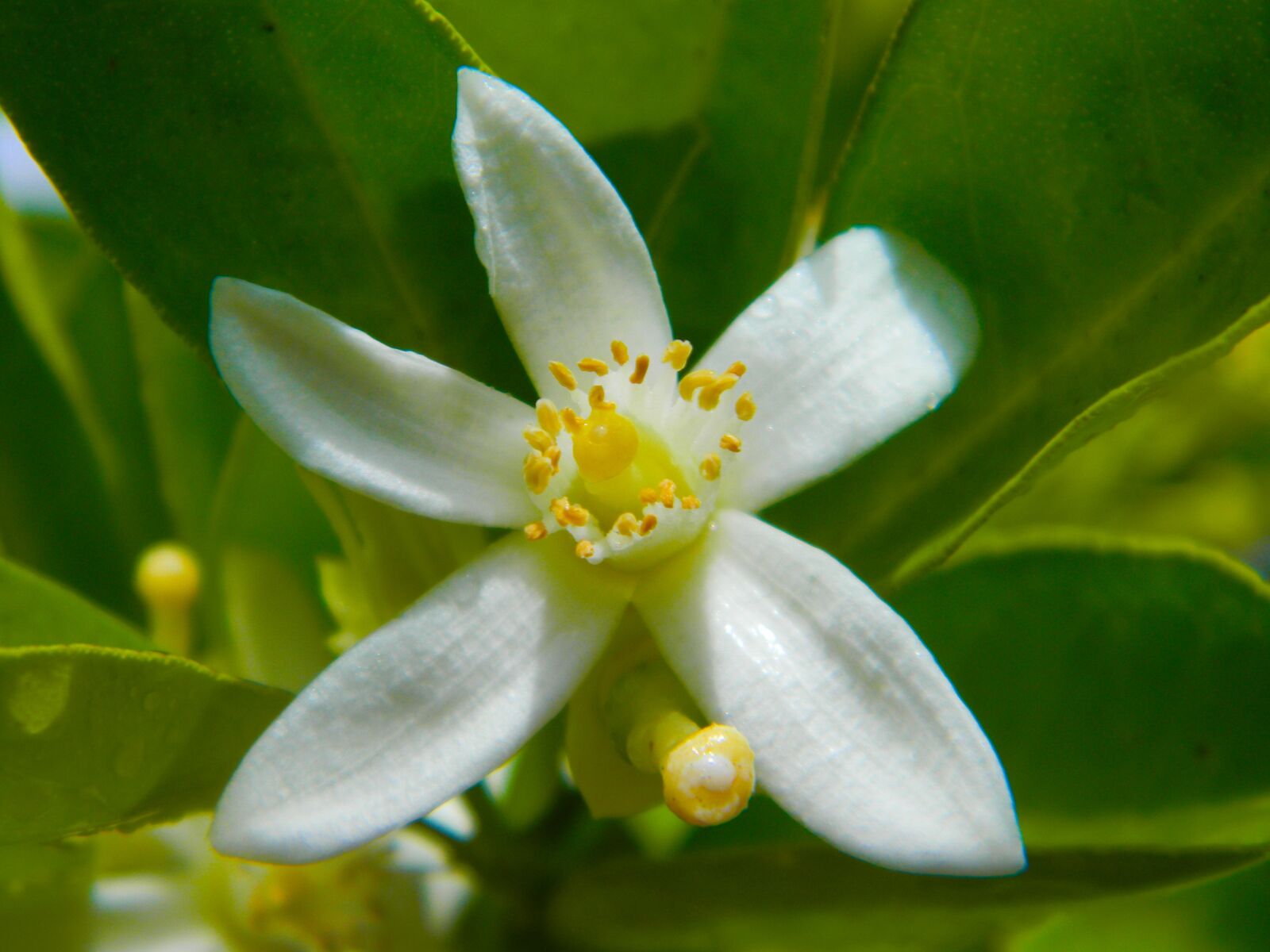 Nikon Coolpix L110 sample photo. Lime flower, white flower photography