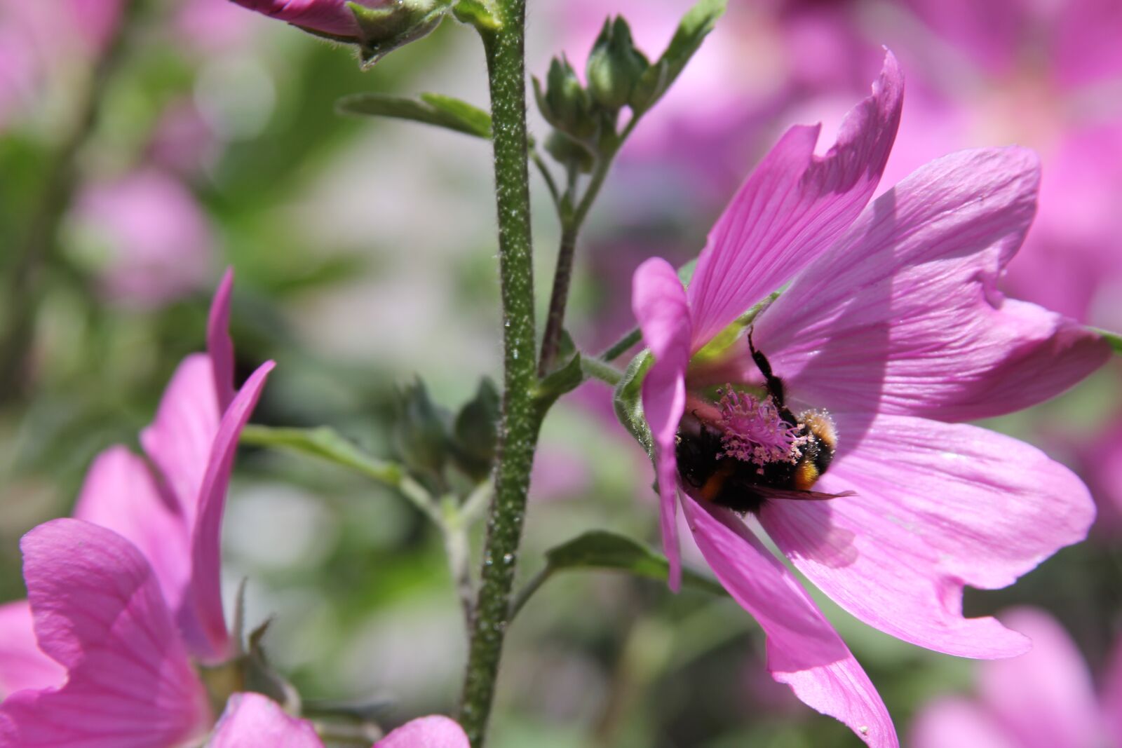 Canon EOS 550D (EOS Rebel T2i / EOS Kiss X4) sample photo. Lavatera, shrub, flower photography