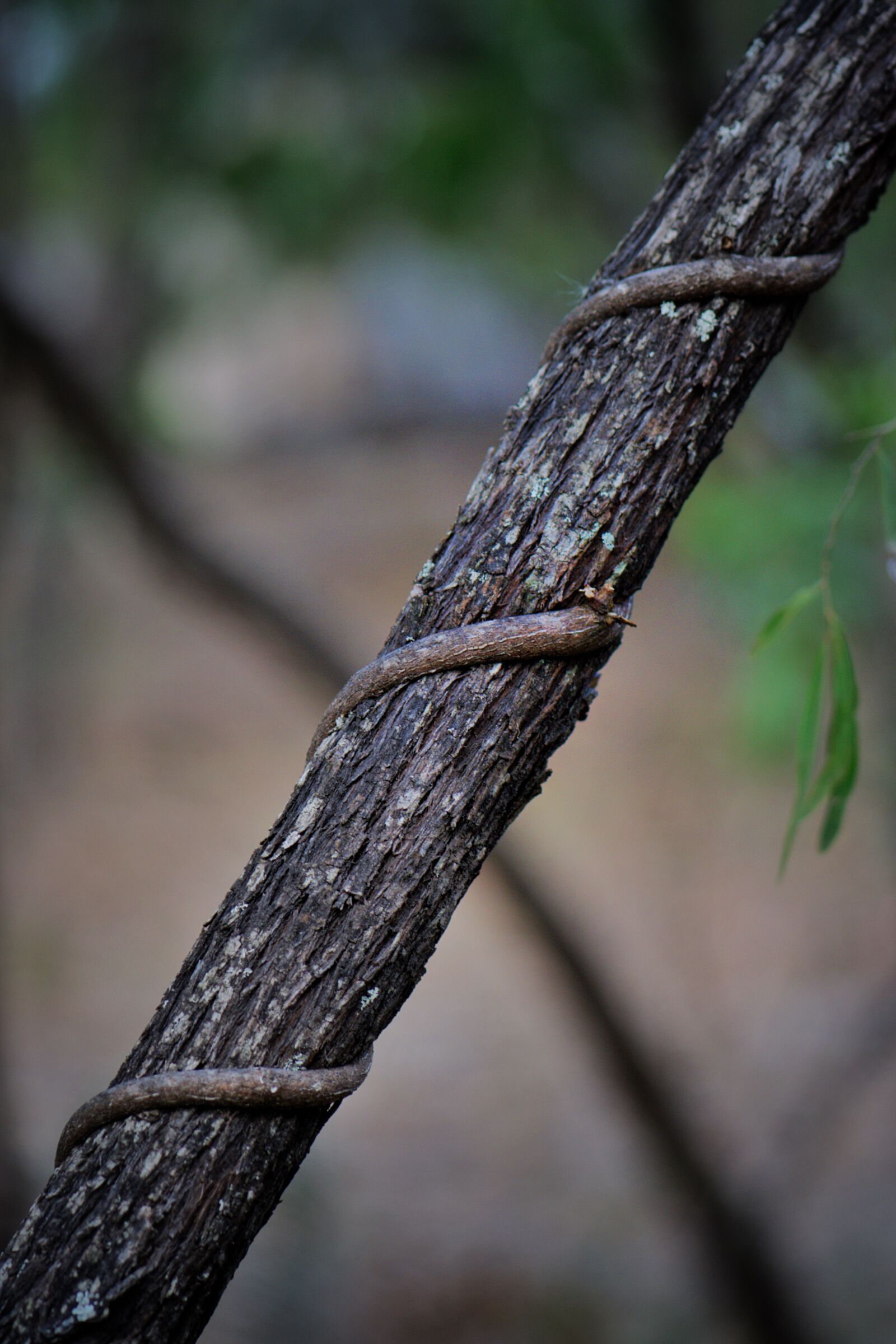 Nikon D3300 sample photo. Vine, twist, bark photography