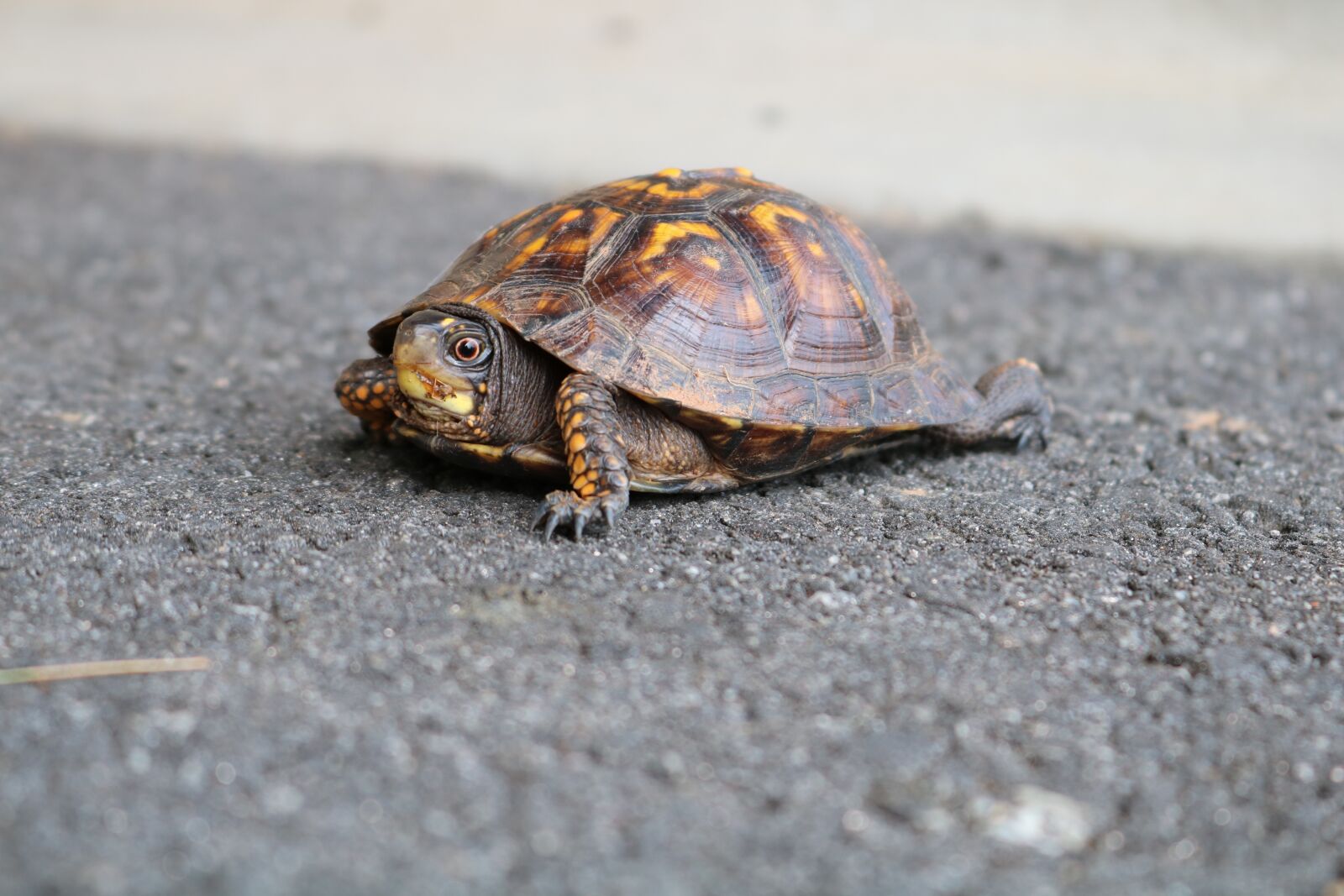 Canon EOS 750D (EOS Rebel T6i / EOS Kiss X8i) sample photo. Shell, nature, turtle photography