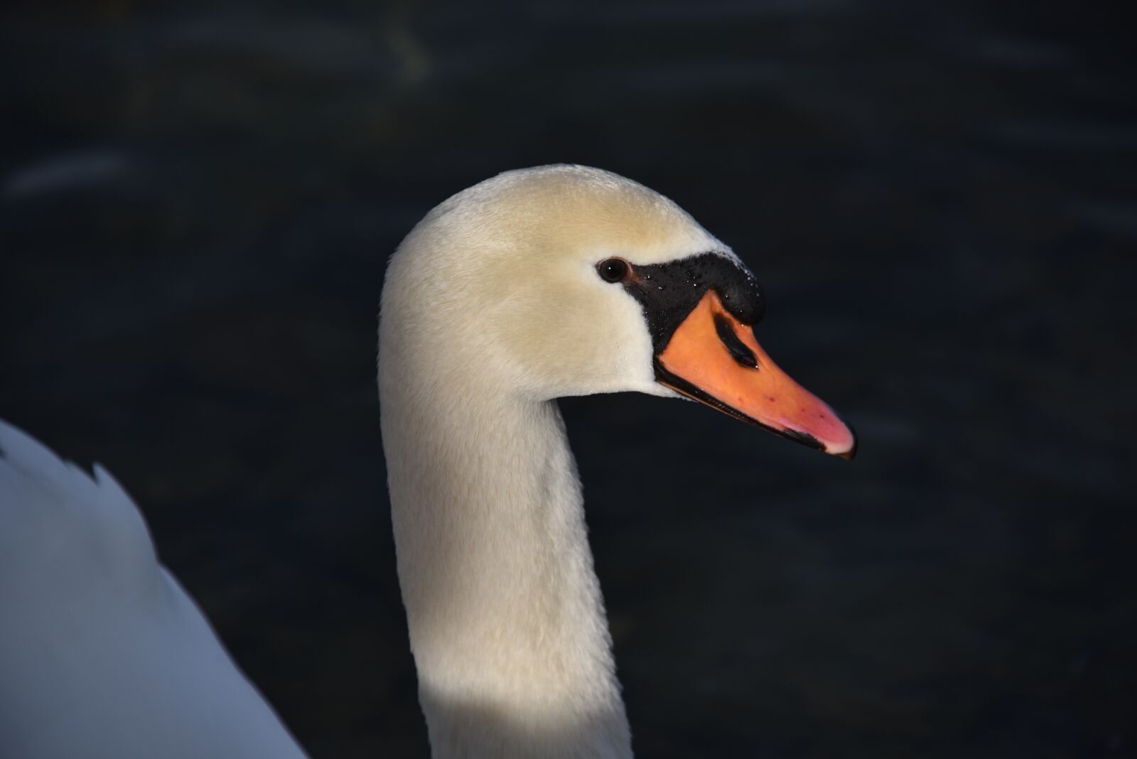 Nikon D750 sample photo. Swan, water, water bird photography