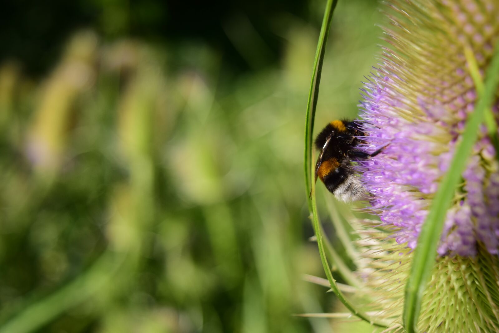 Nikon D3300 sample photo. Wild teasel, dipsacus fullonum photography